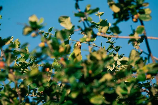 Punta Teonoste Beach Resort