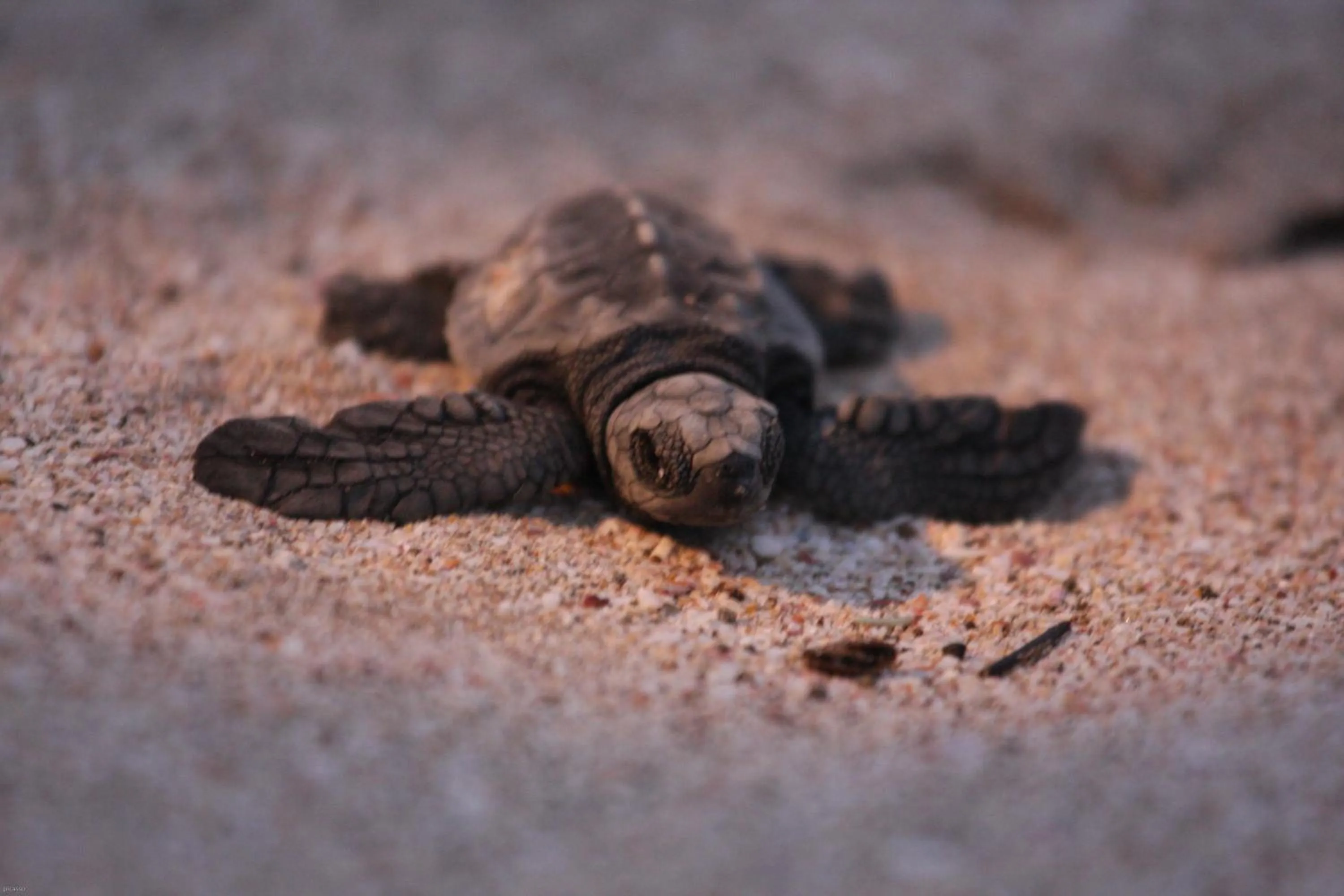 Beach in Punta Teonoste Beach Resort