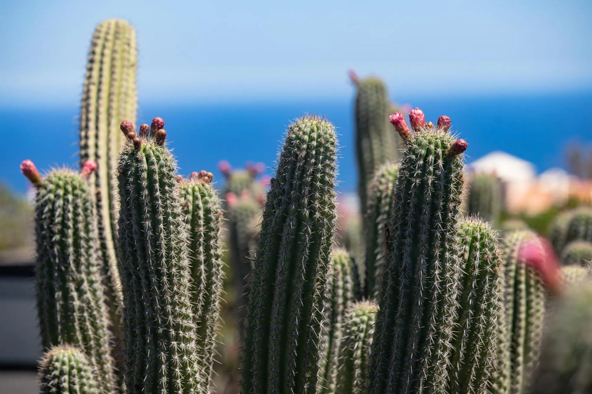 Garden in 5 Suites Lanzarote