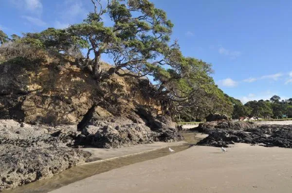Natural landscape in Waipu Cove Resort