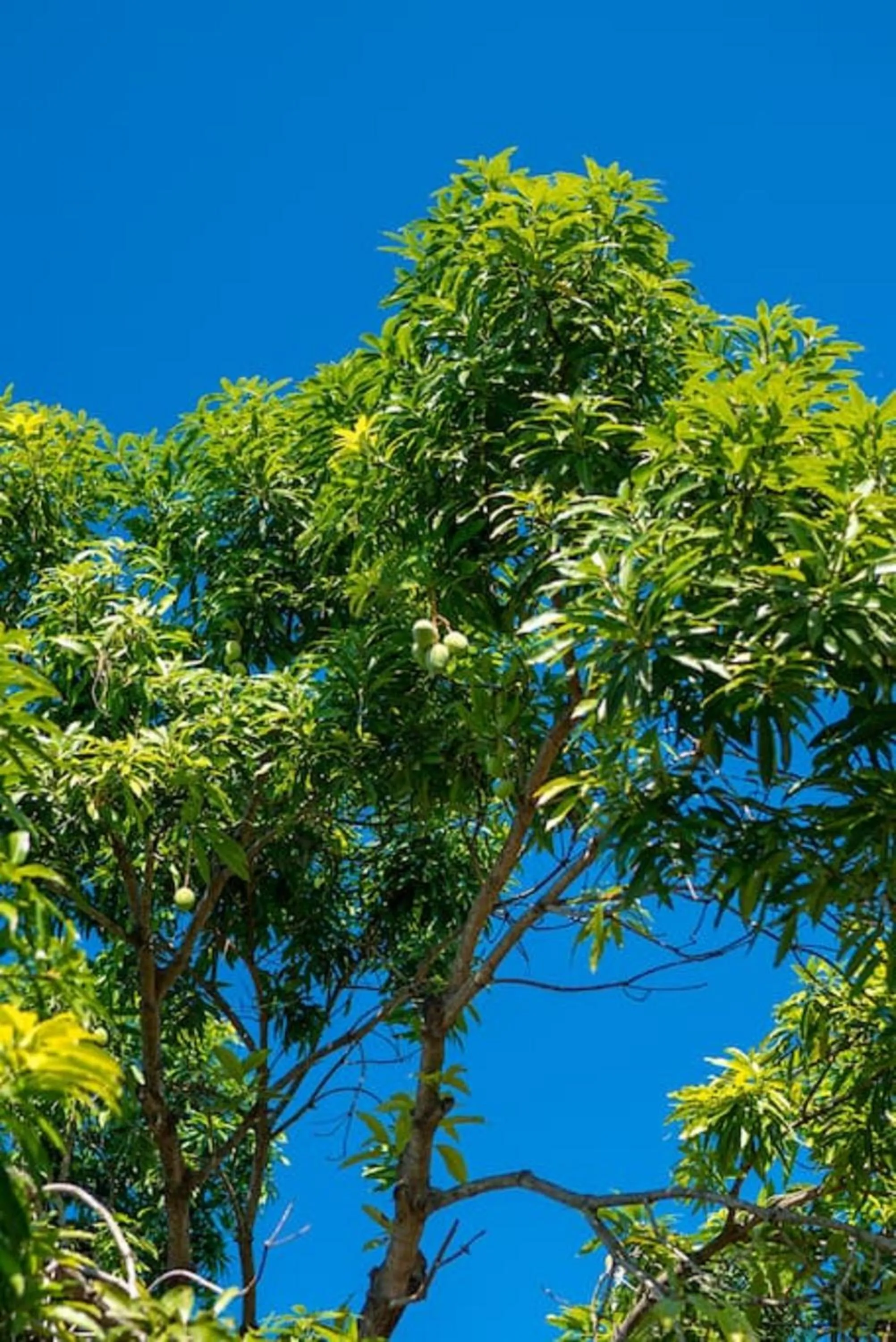 Garden in Magnificent 5-Bedroom Estate Villa, Sleeps 12