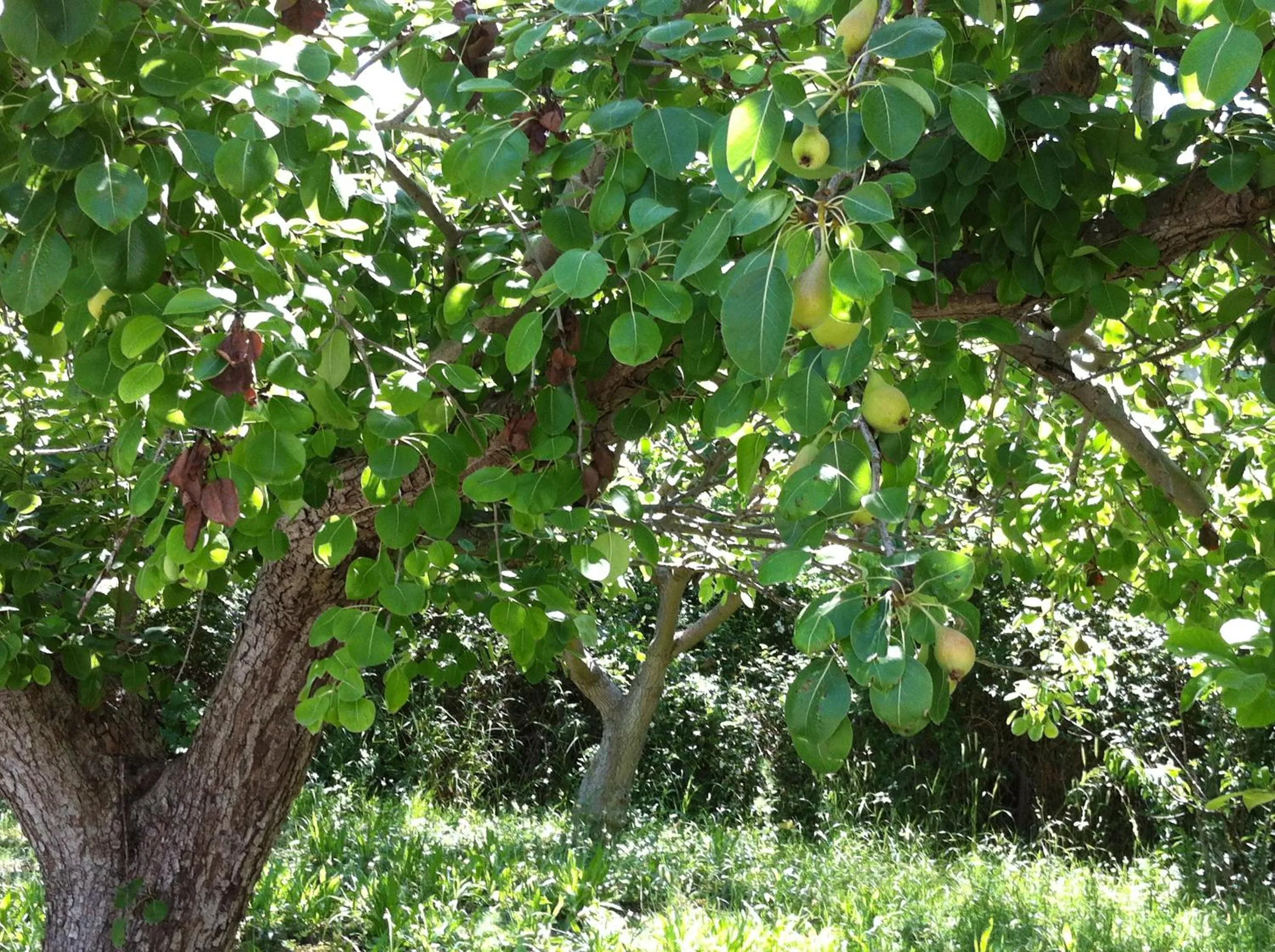 Garden in Olgas Paradise Apartments