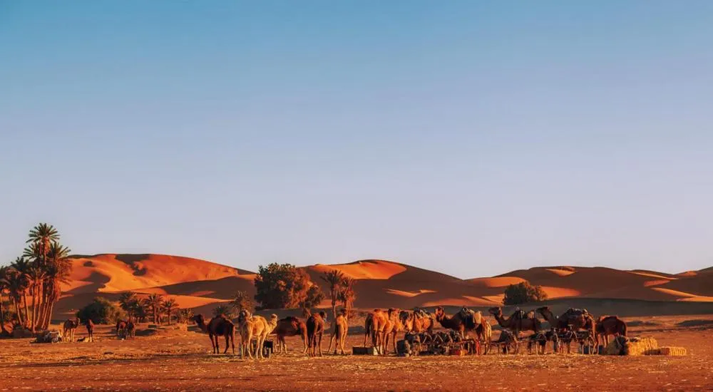 Neighbourhood in Auberge Camping Ocean des dunes