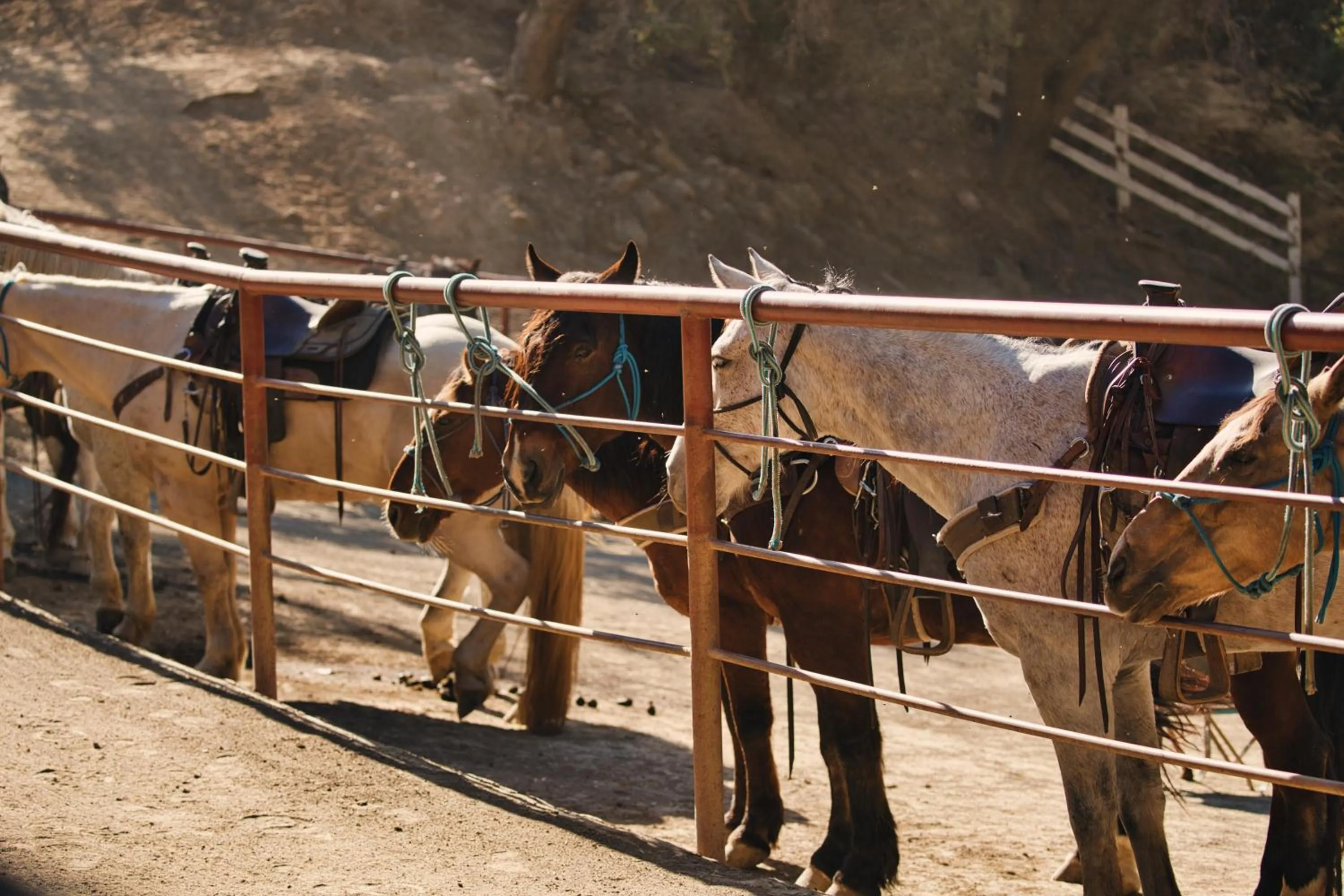 Horse-riding in Circle Bar B Guest Ranch