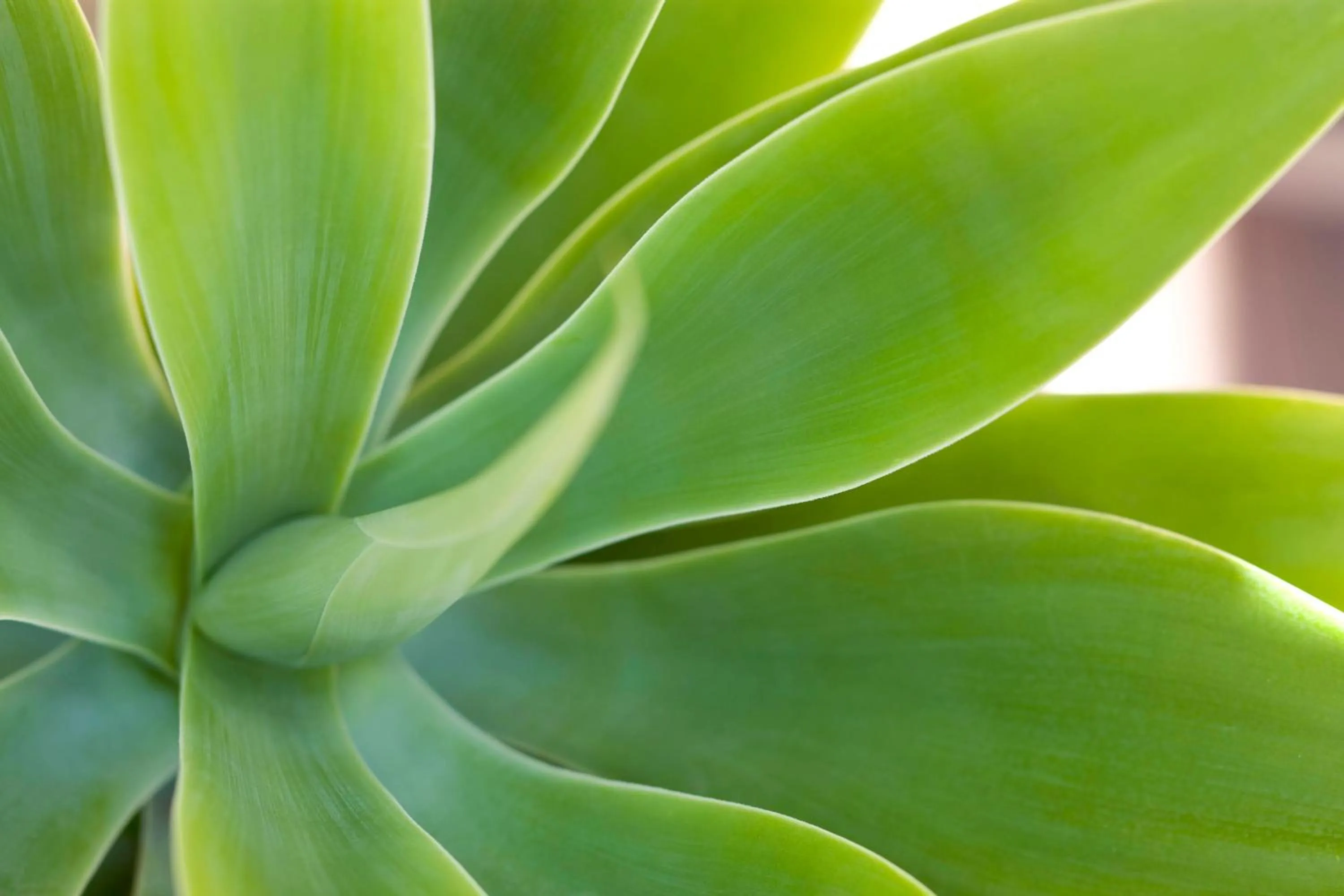 Other in The Westin Kierland Resort & Spa