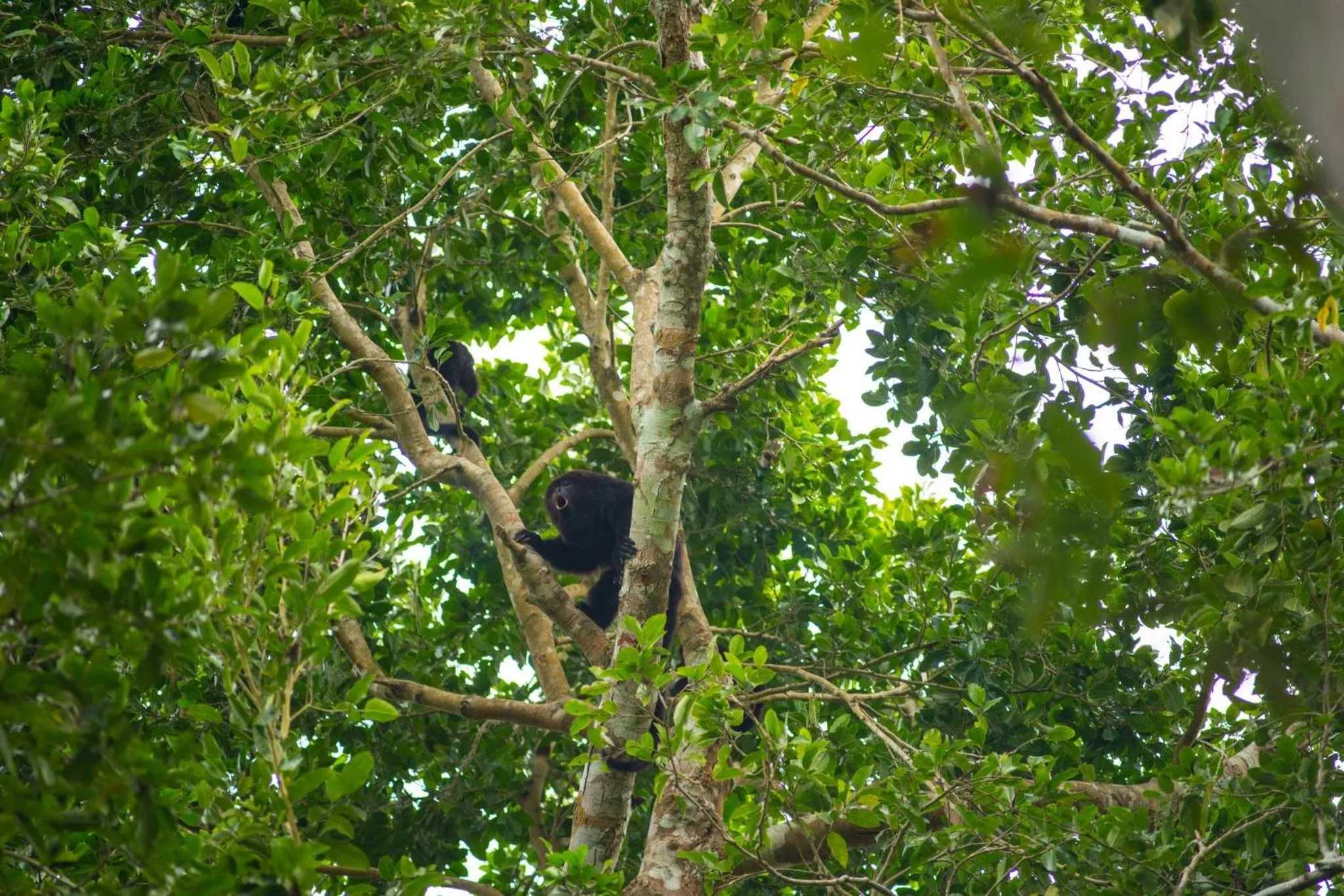 Nearby landmark in The Explorean Selva Maya Kohunlich