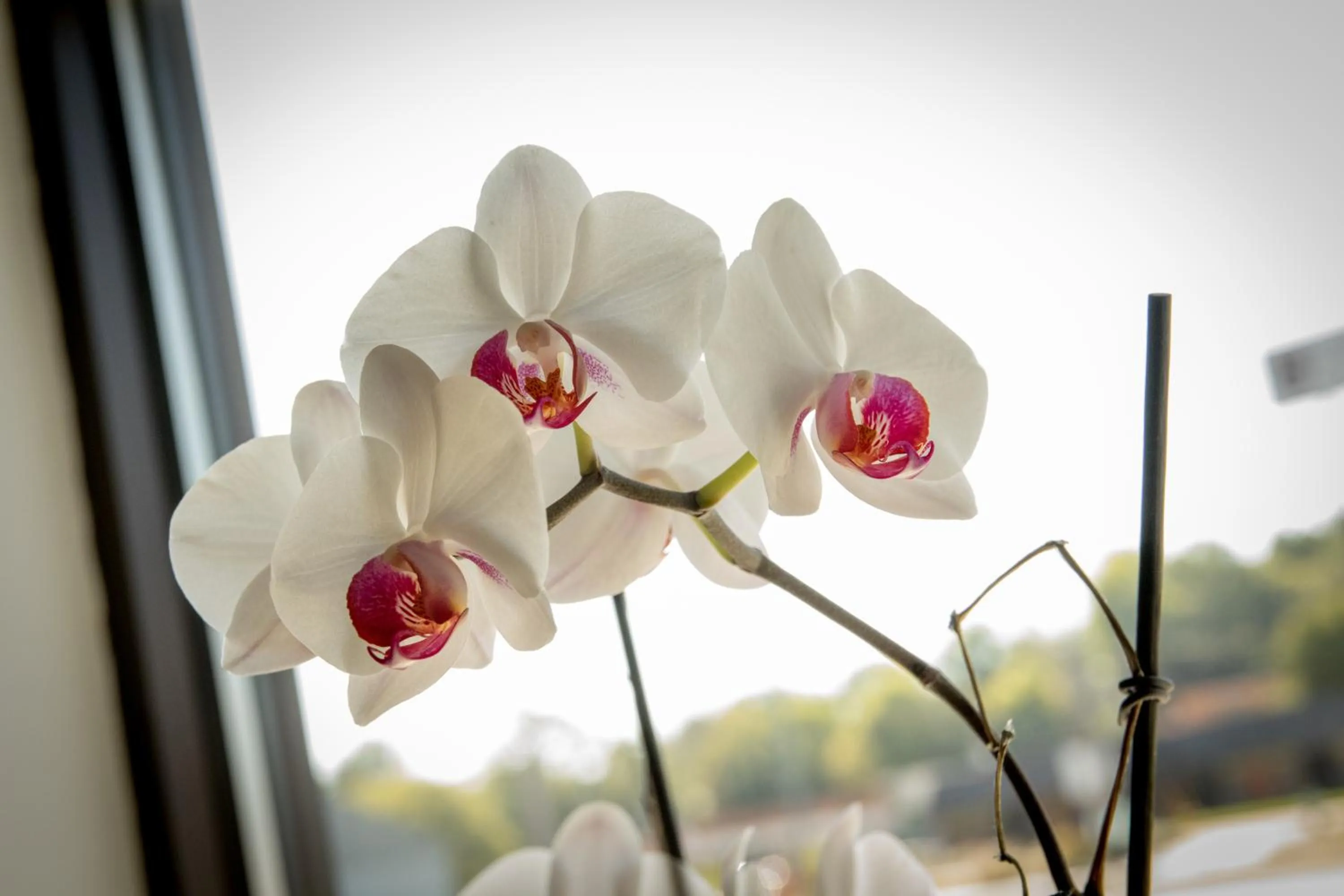 Garden in Envi Boutique Hotel Henderson-Evansville South