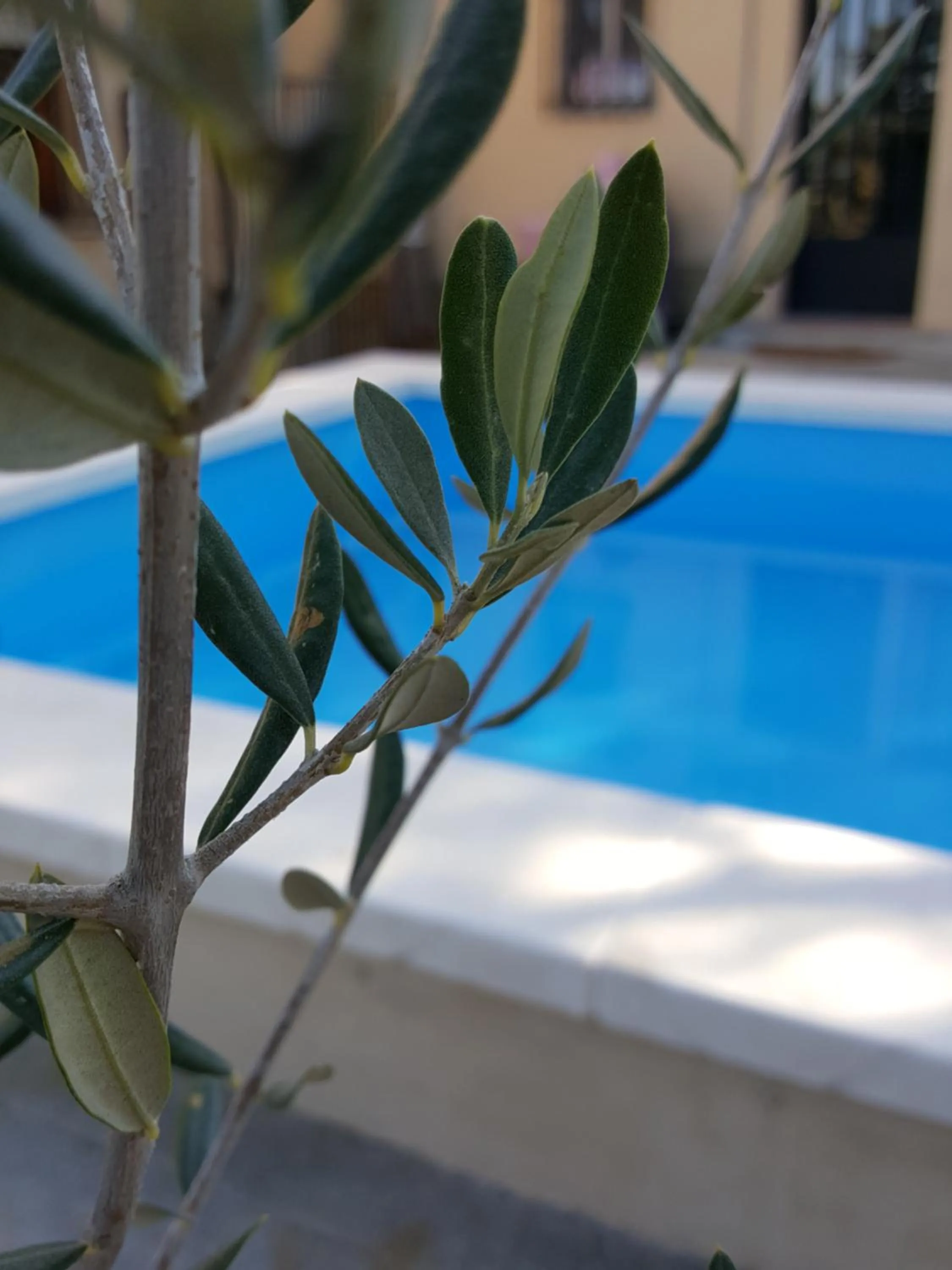 Swimming pool in Casa Jetizo