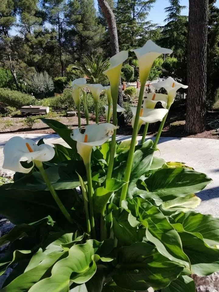 Garden view in Casa Jetizo