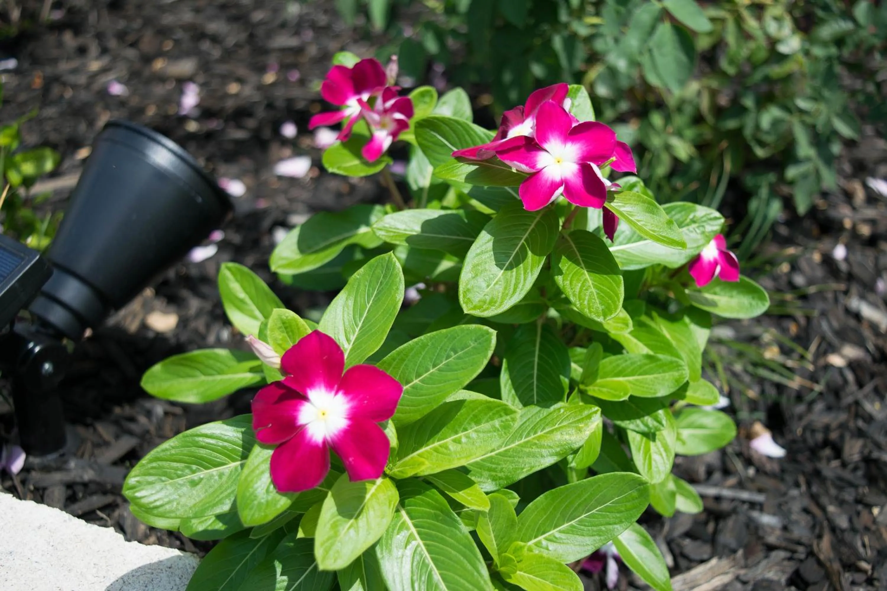 Garden view in Countryside Inn