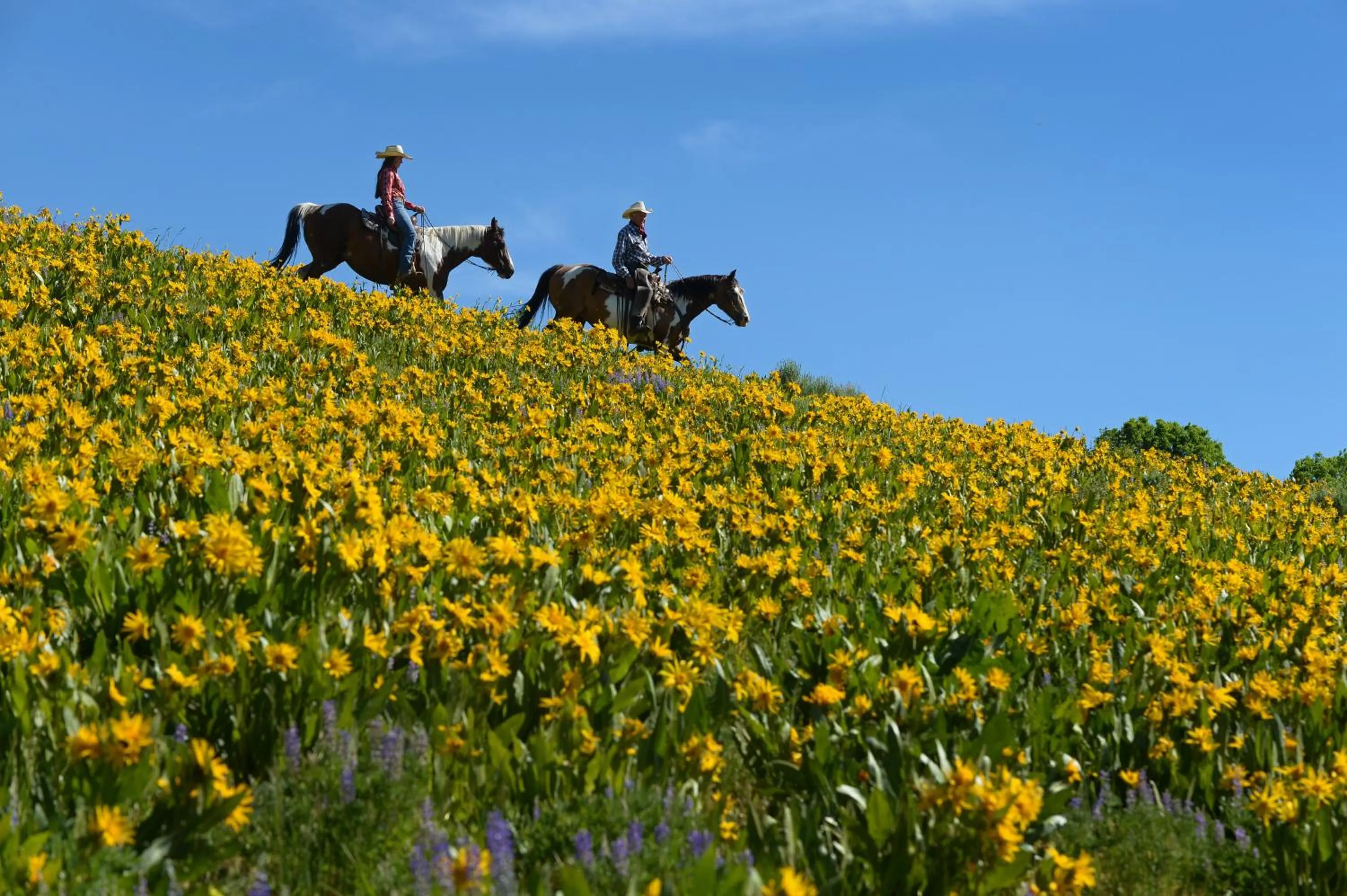 Horse-riding in The Steamboat Grand