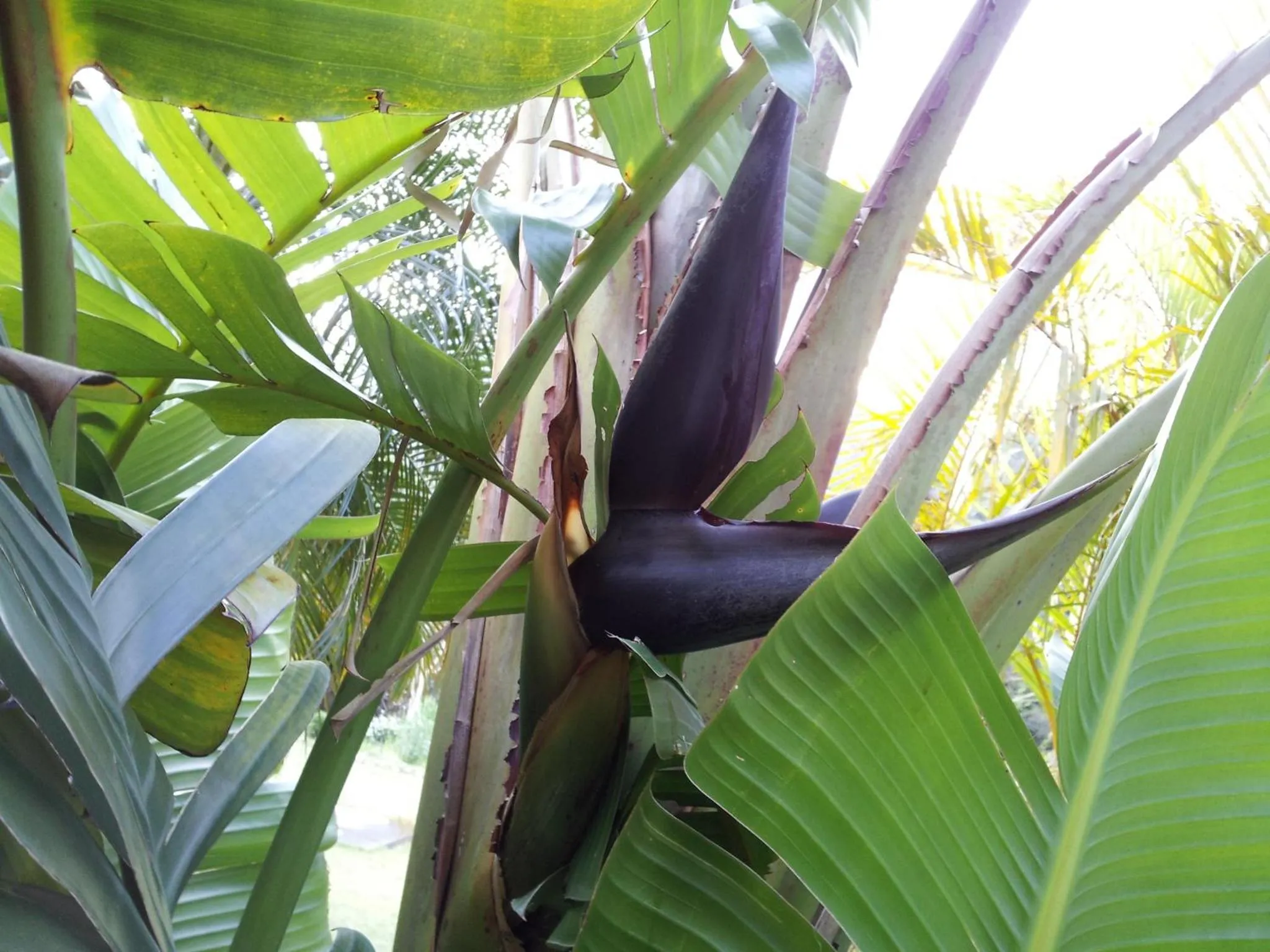 Seasons in Hana Mana