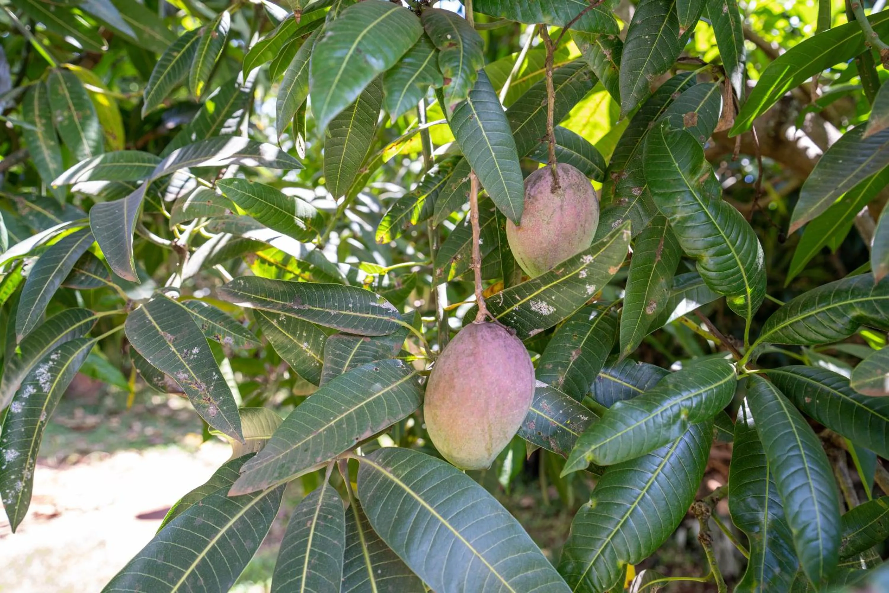 Garden in Bonsai Villa