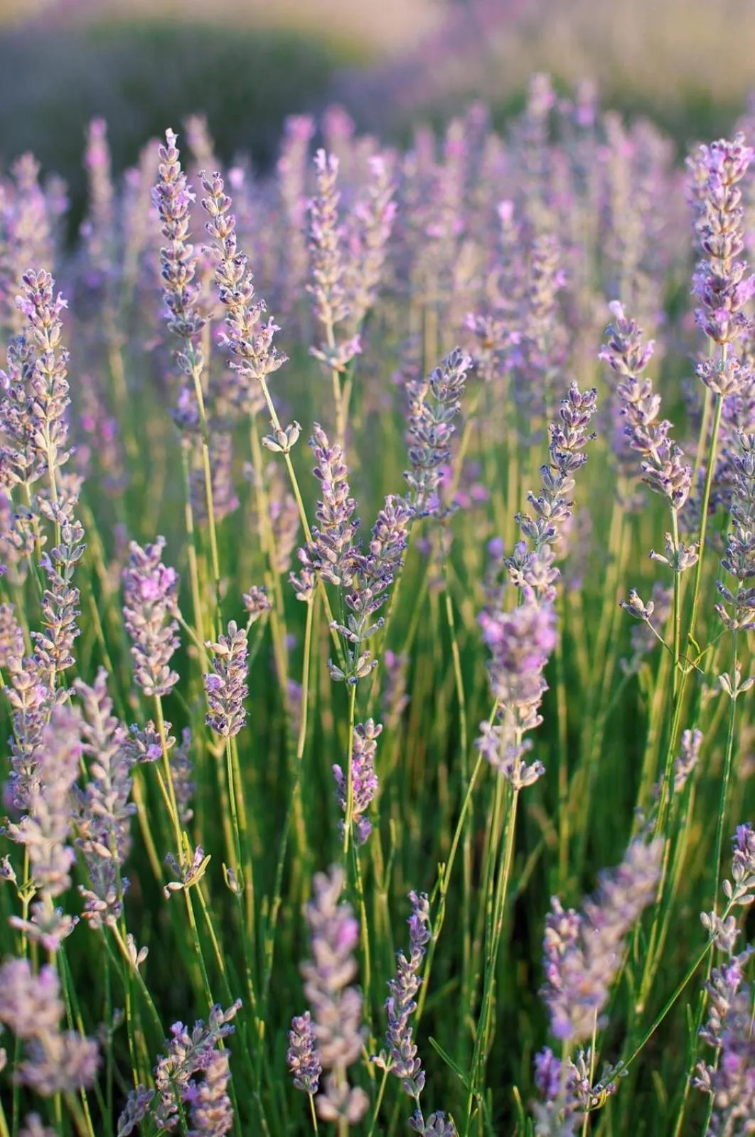 Aliya Konak - Köy Evi ve Lezzetleri