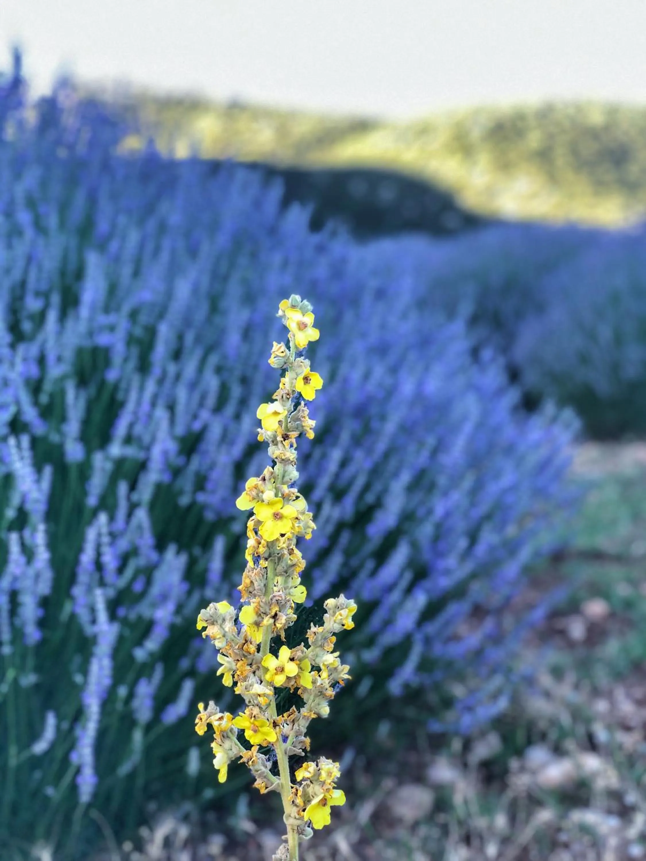 Garden in Aliya Konak - Köy Evi ve Lezzetleri