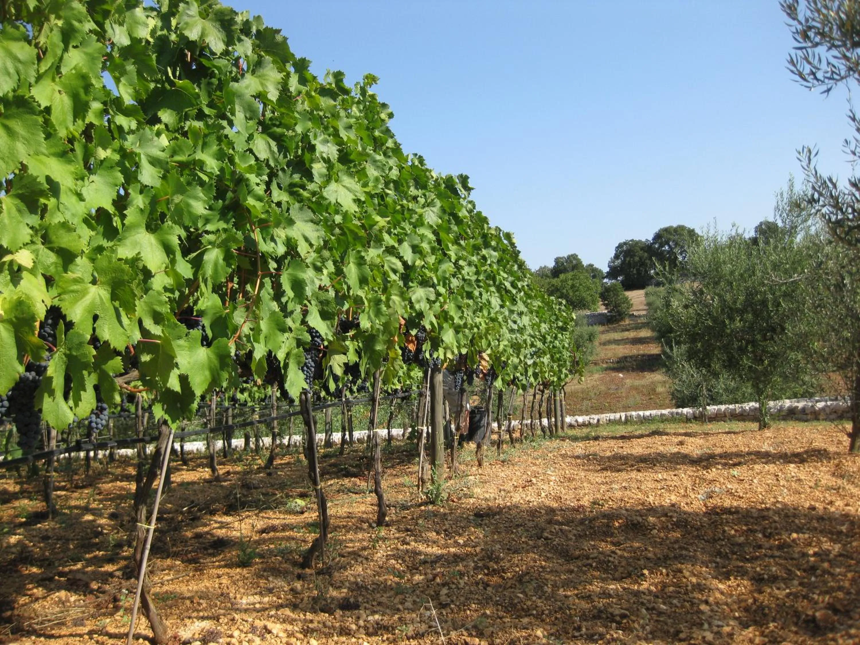 View (from property/room) in Truddhi Casa e Cucina di Puglia