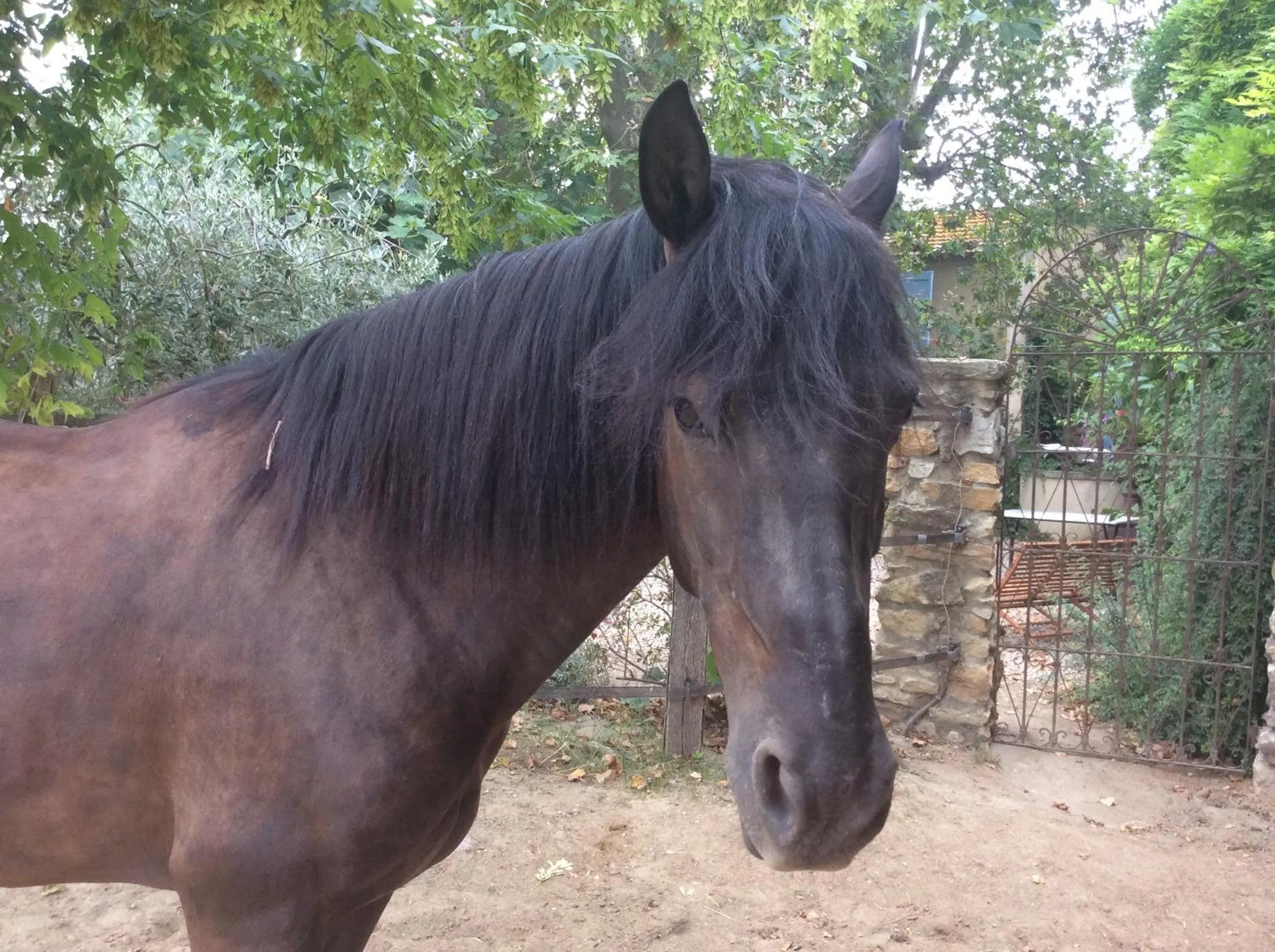 Animals in Mas du Puits d'Amour