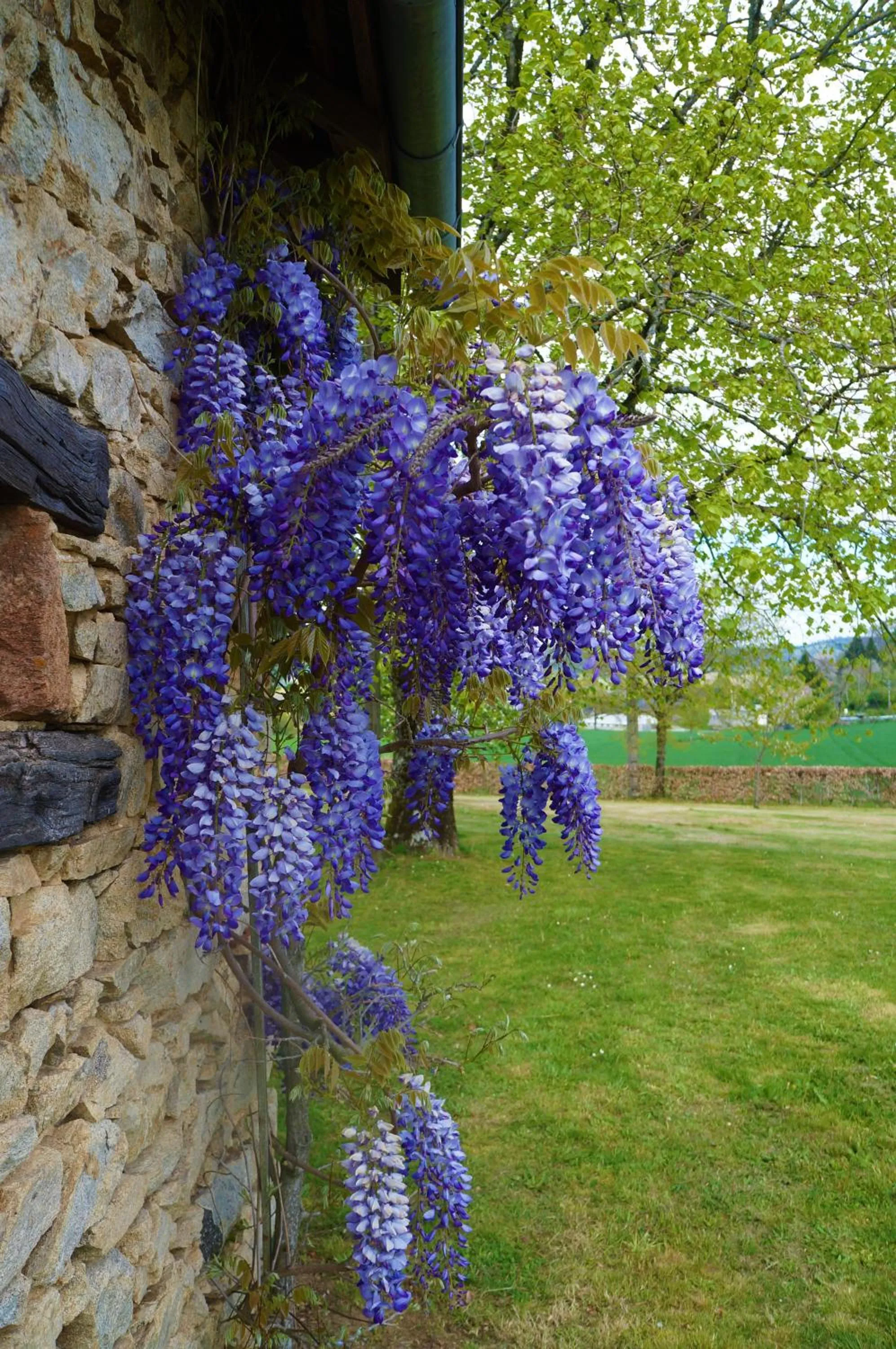 Garden in B&B Les Tranchées