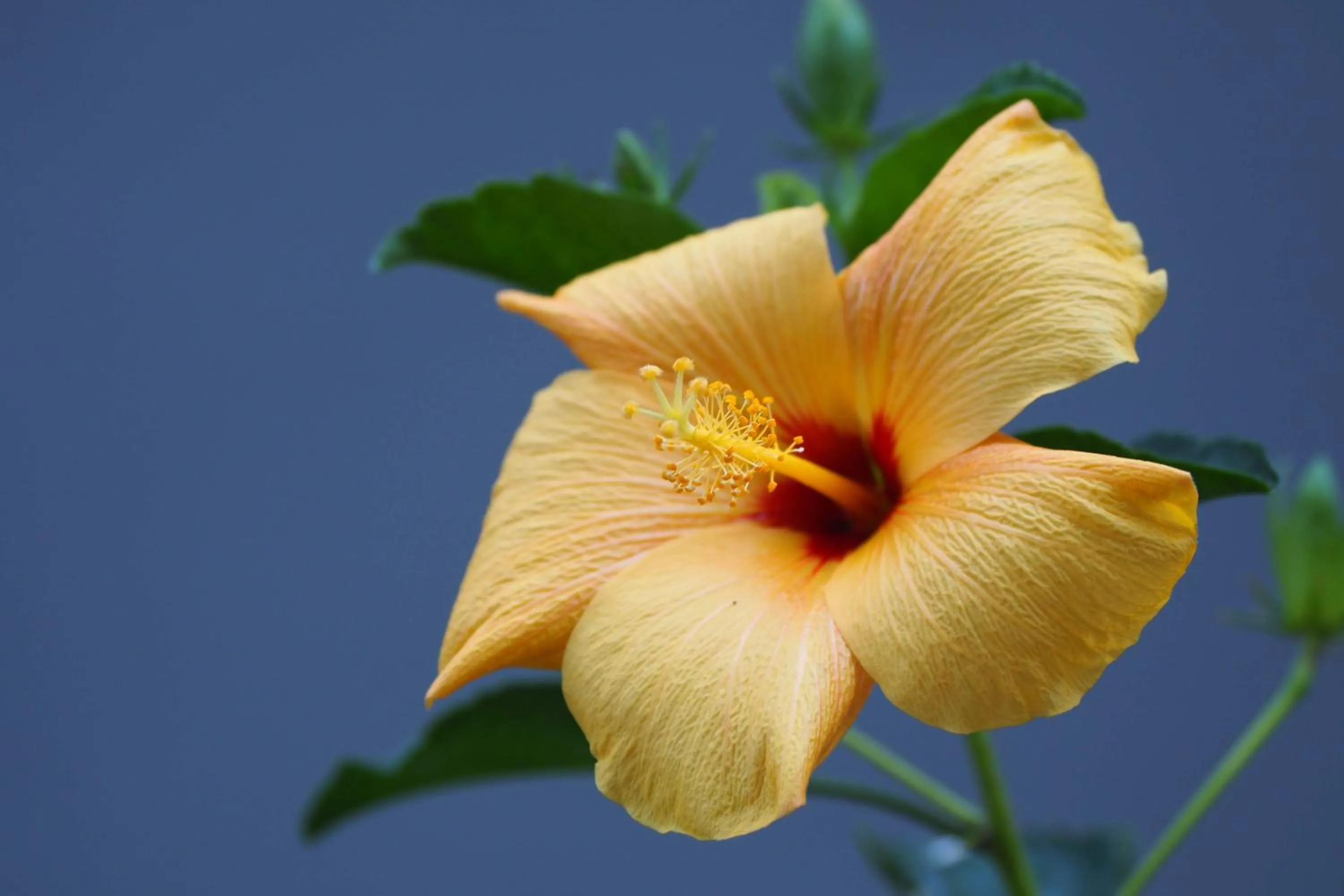 Garden in Yakushima Green Hotel