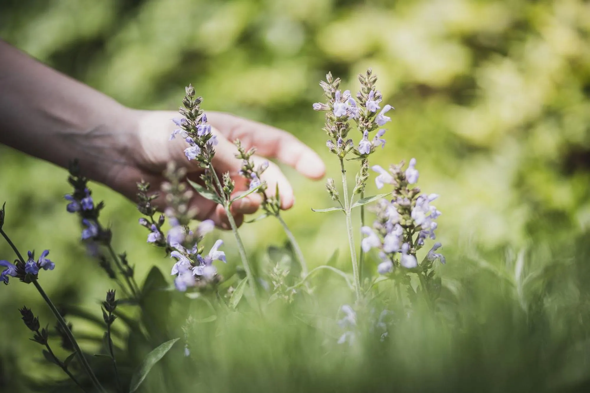 Garden in Residence Nives