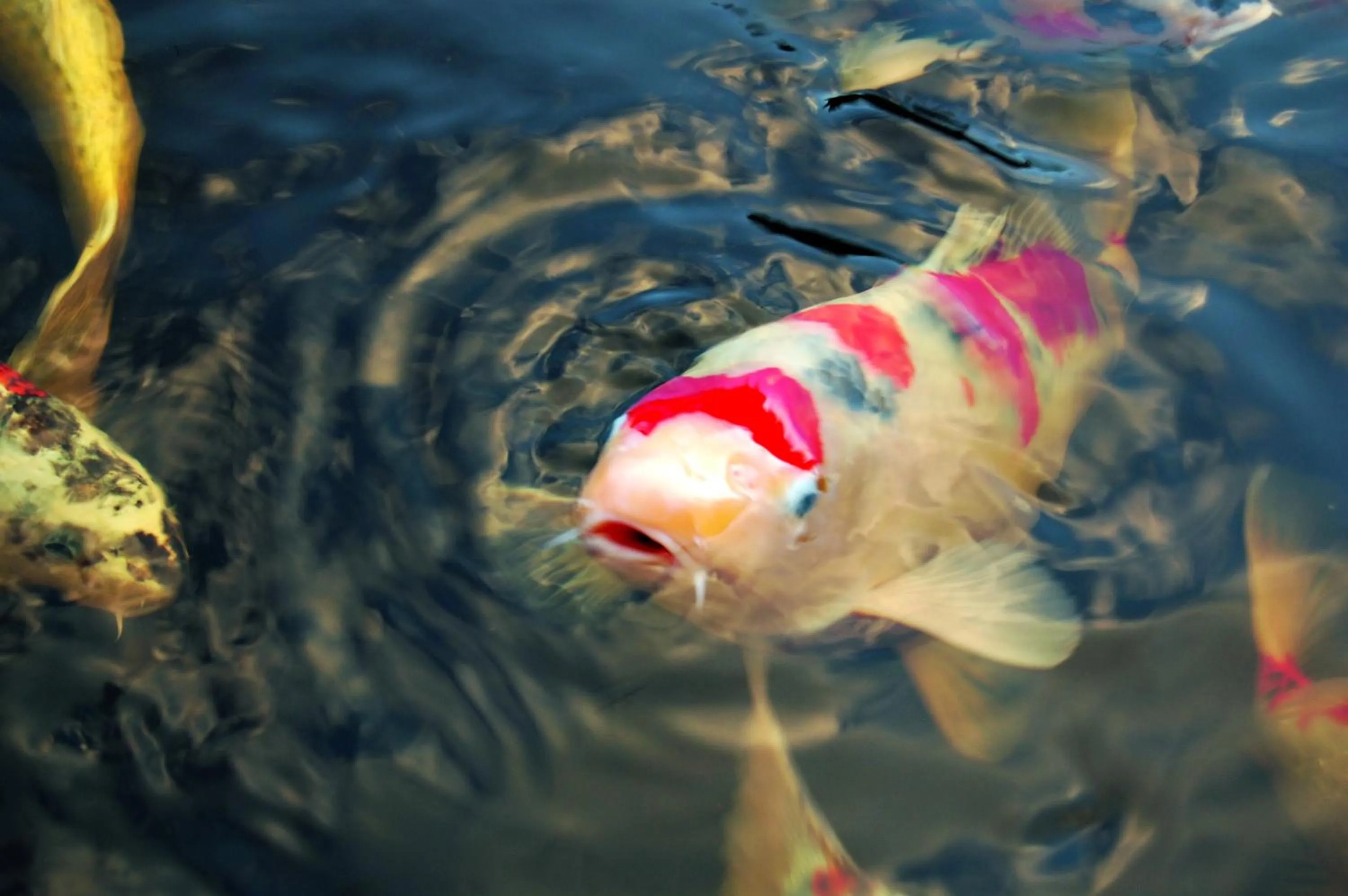 Garden in Hotel Der Löwen