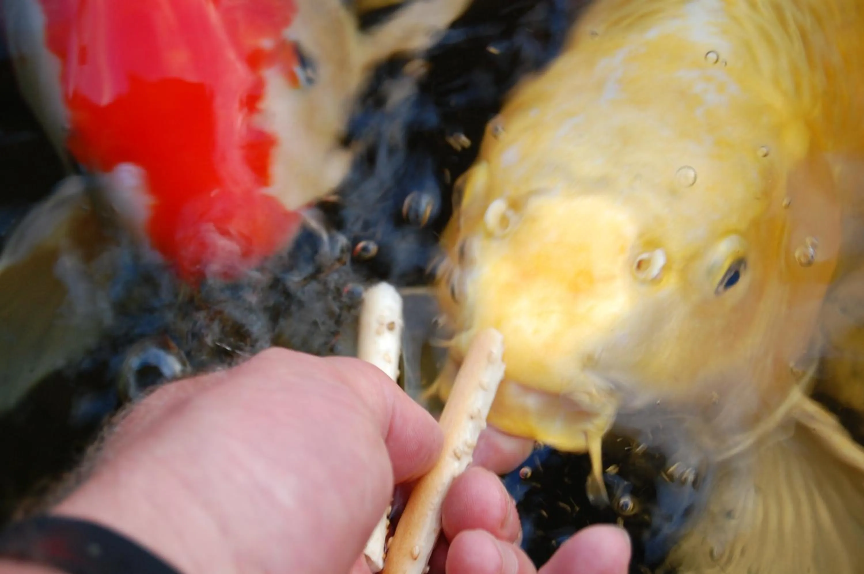 Garden in Hotel Der Löwen