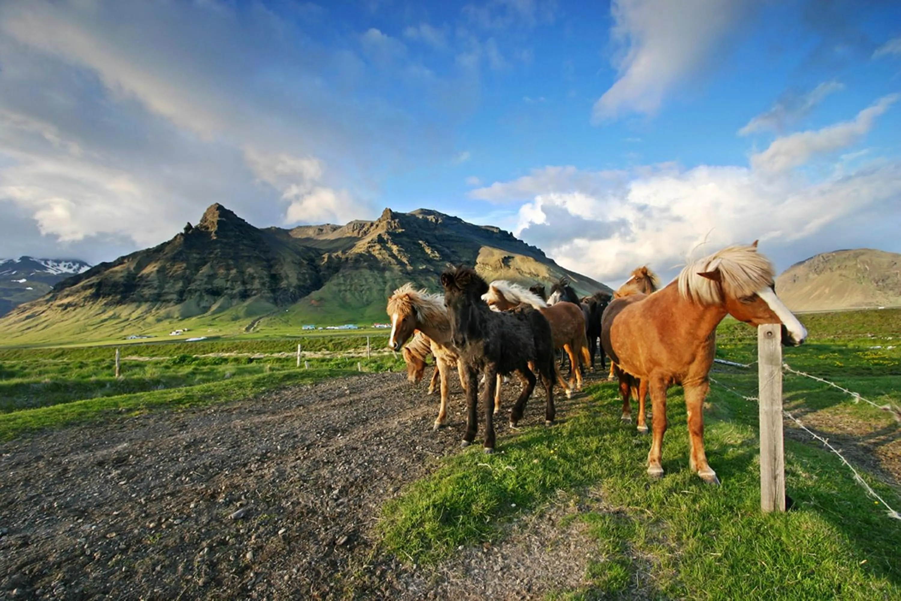 Animals in Welcome Lambafell