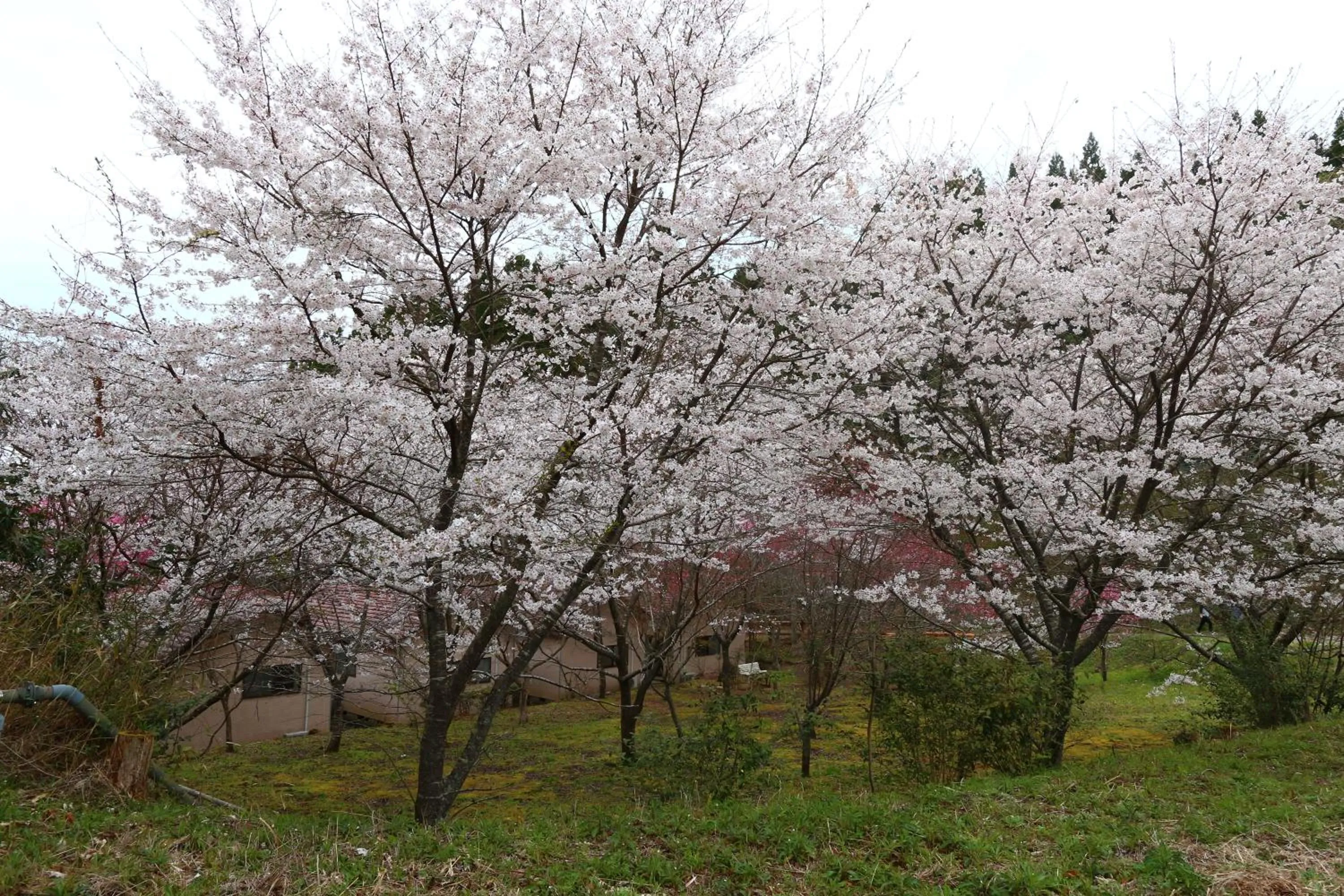 Spring in Ramune Onsen Senju no Sato