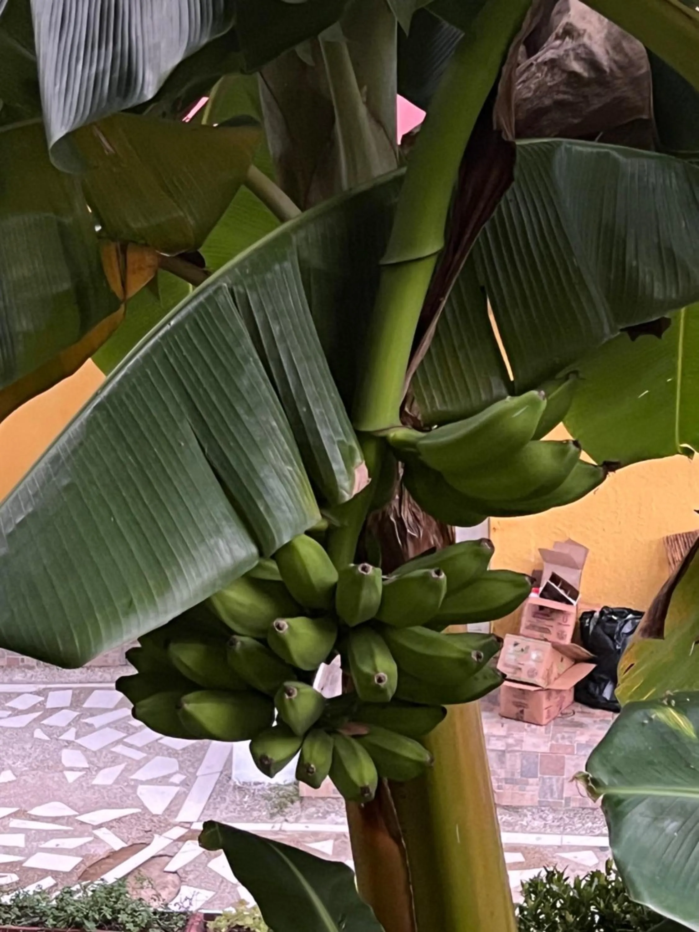 Natural landscape in MINCA Chunuu - glamping - coworking MINCA