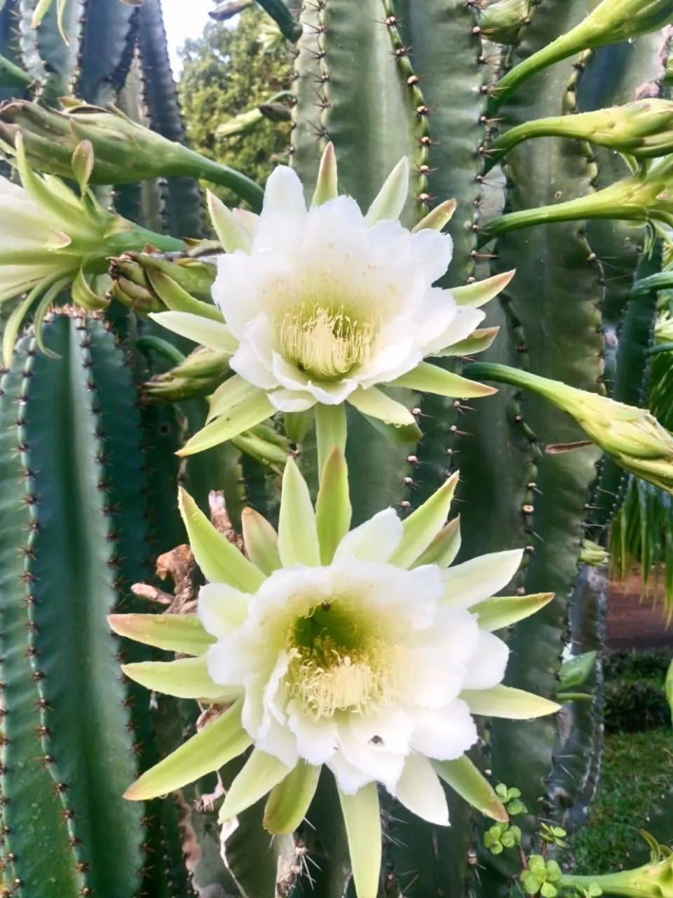 Casa Palagui Colonial