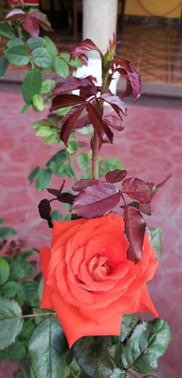 Casa Palagui Colonial