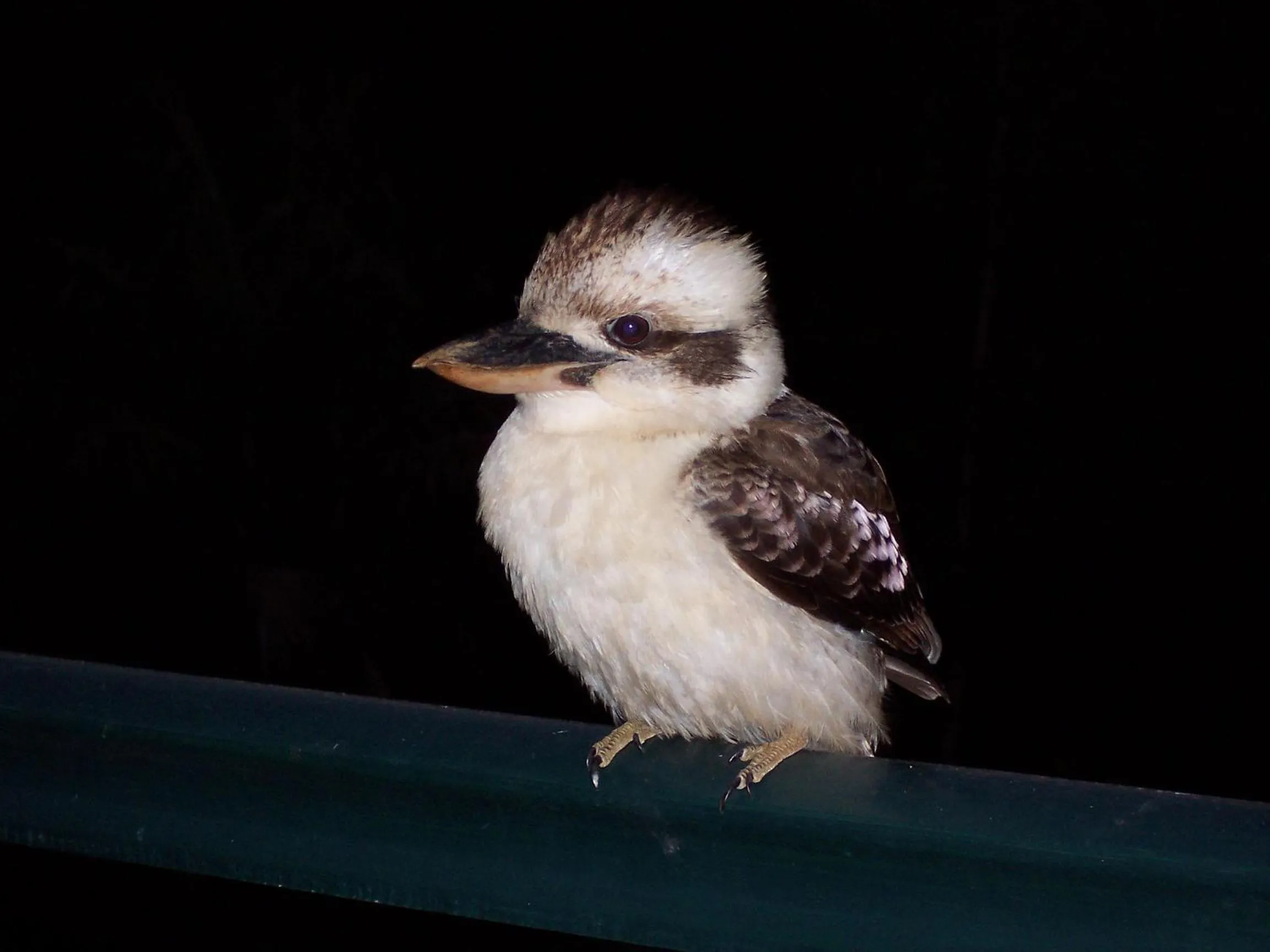 Animals in The Falls Montville