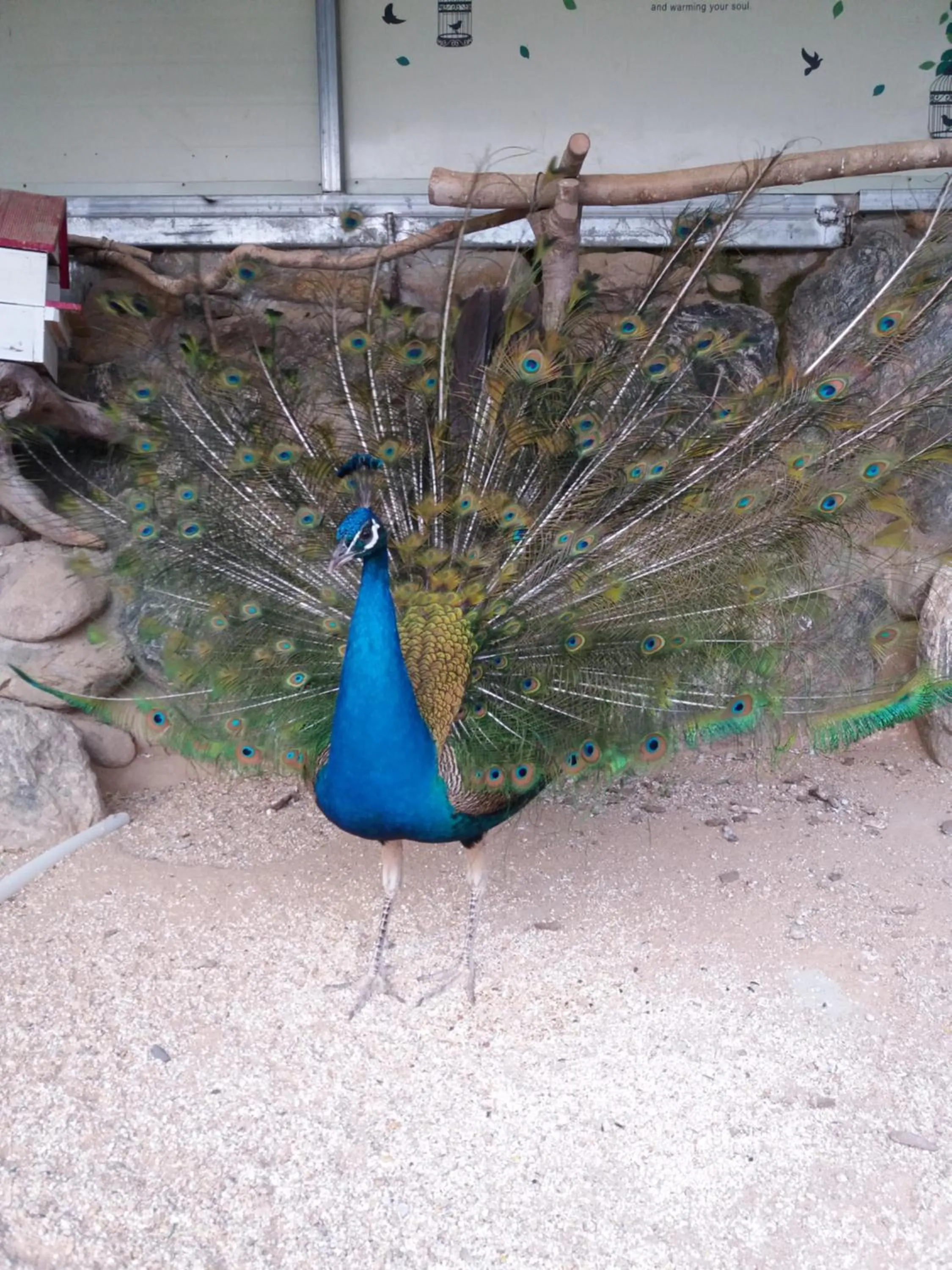 Garden in Forest of Color Pension
