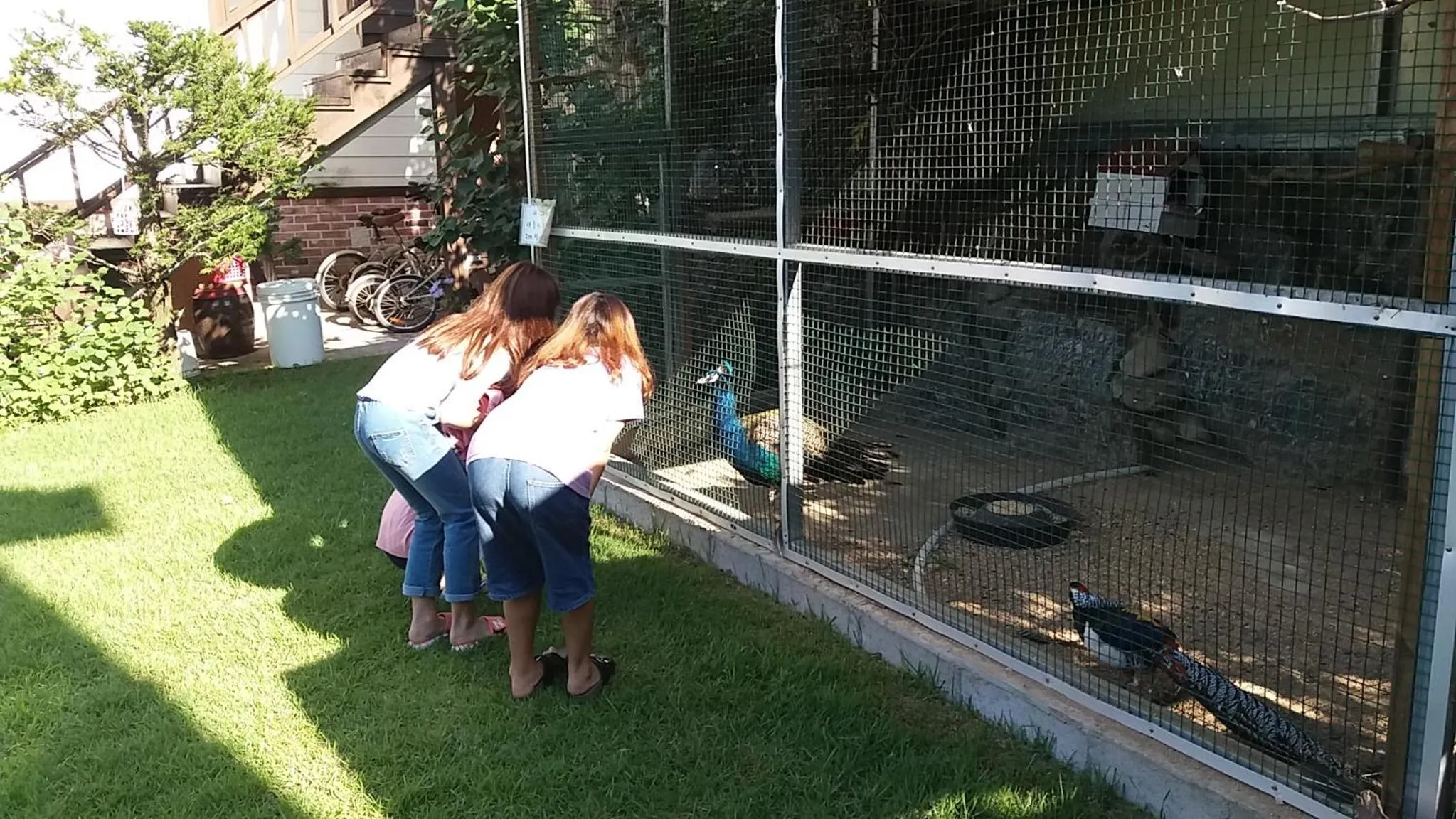 Garden in Forest of Color Pension
