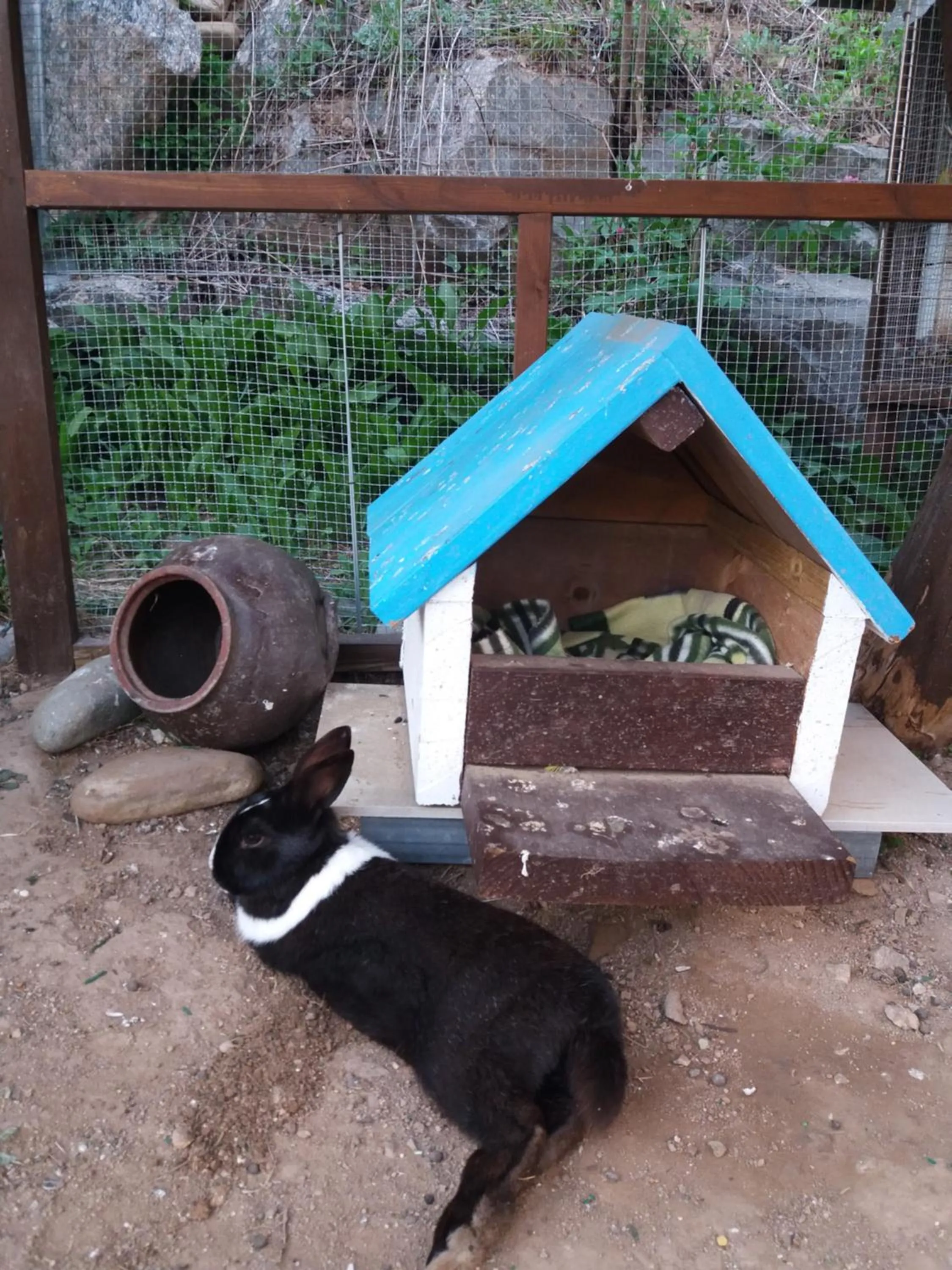 Garden in Forest of Color Pension