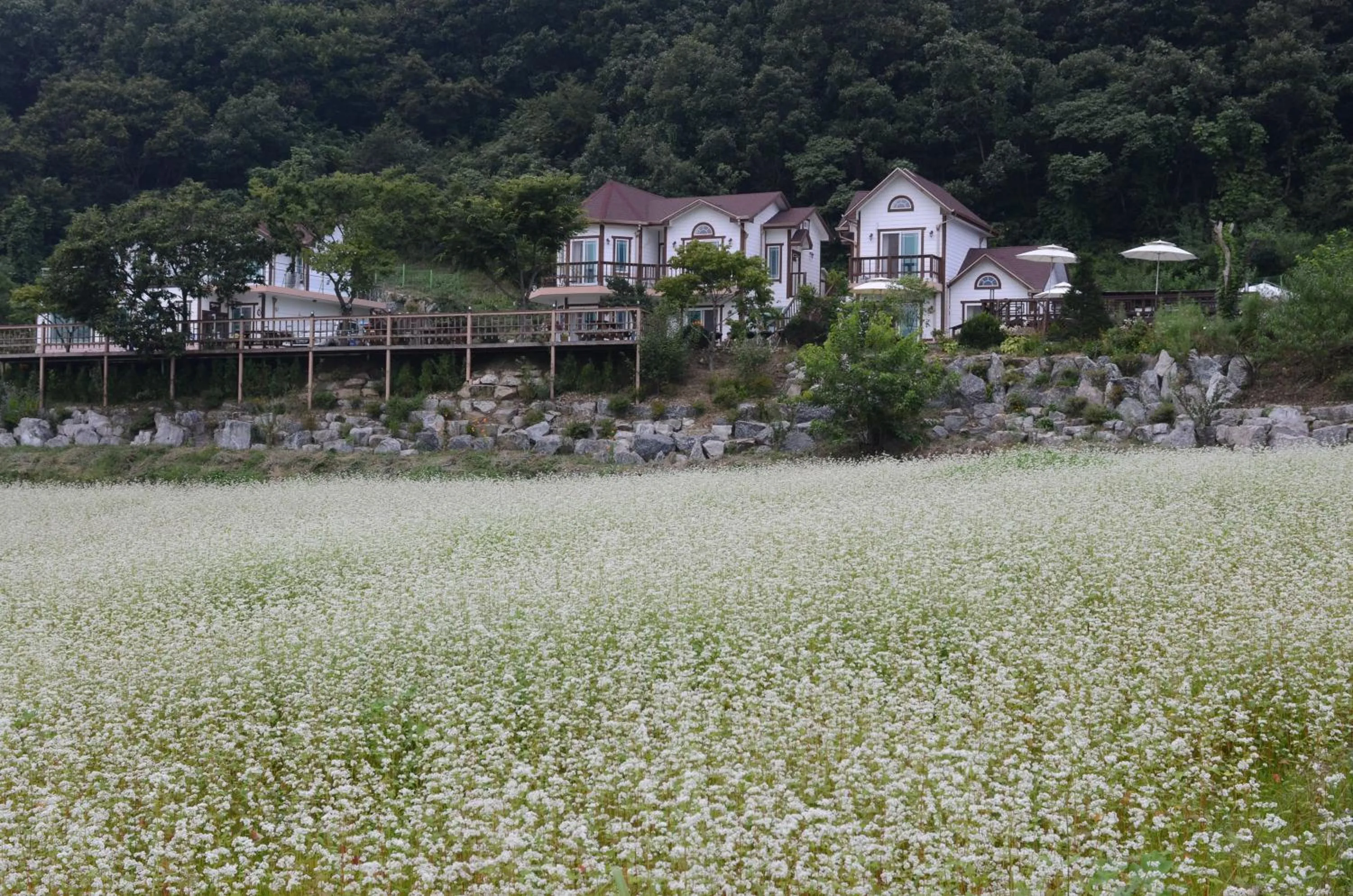 Property building in Forest of Color Pension