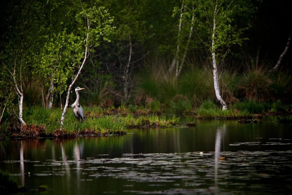 Natural landscape in Grand Hôtel du Lion d'Or