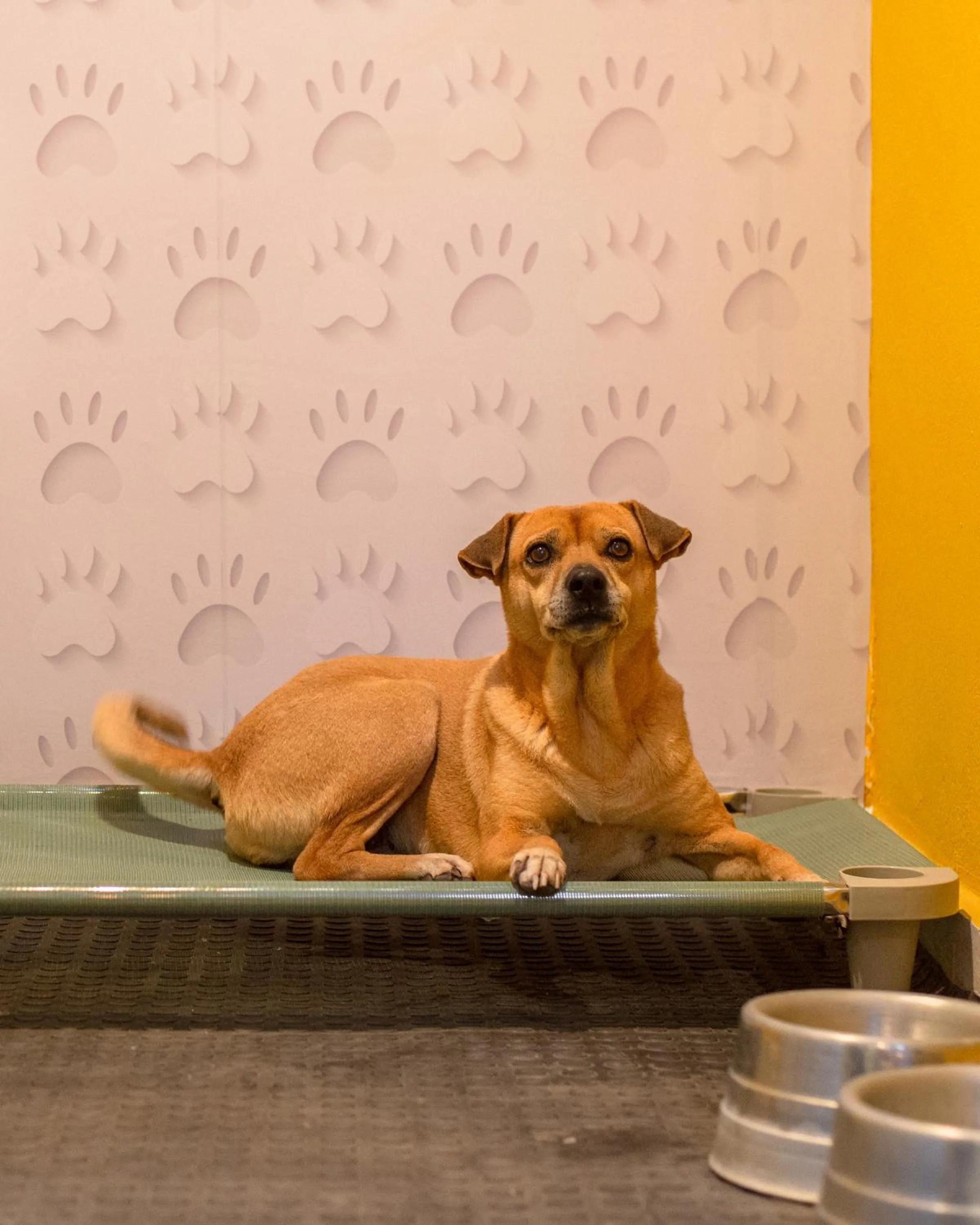 Pets in Villa Bella Ferradura