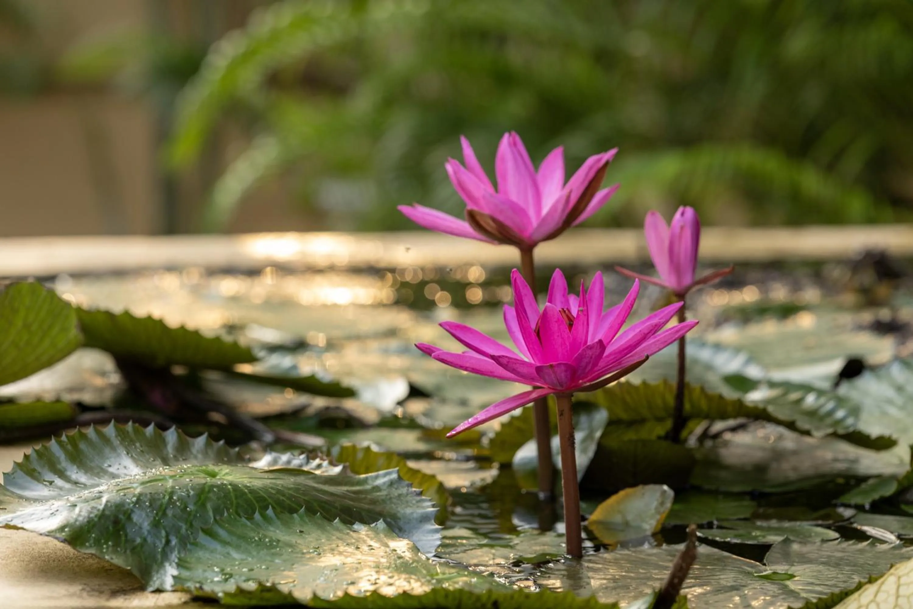 Garden view in Hanu Reddy Residences, Poes Garden - Boutique Urban Retreat