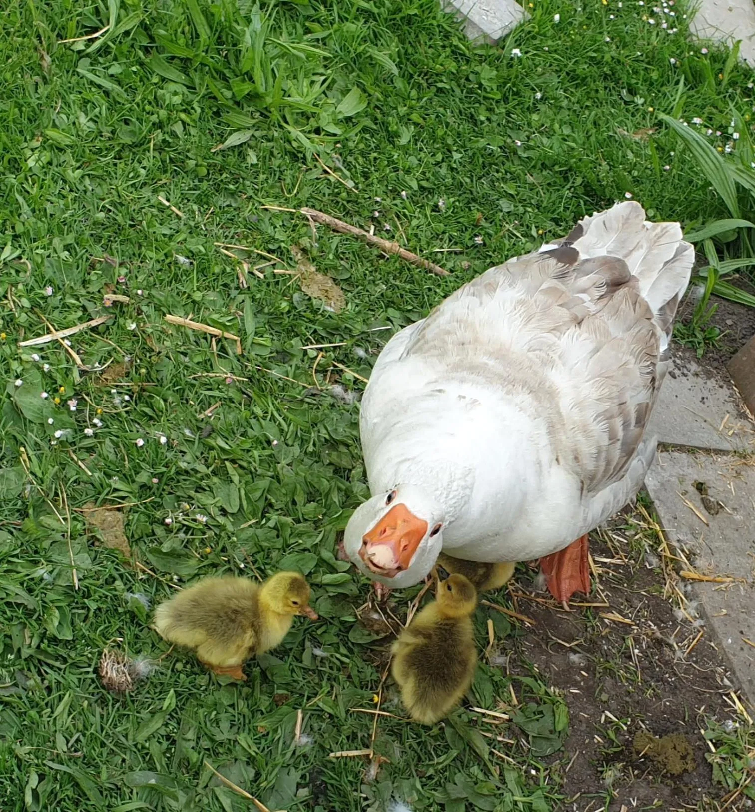 Chrom Ranch Reiterhof