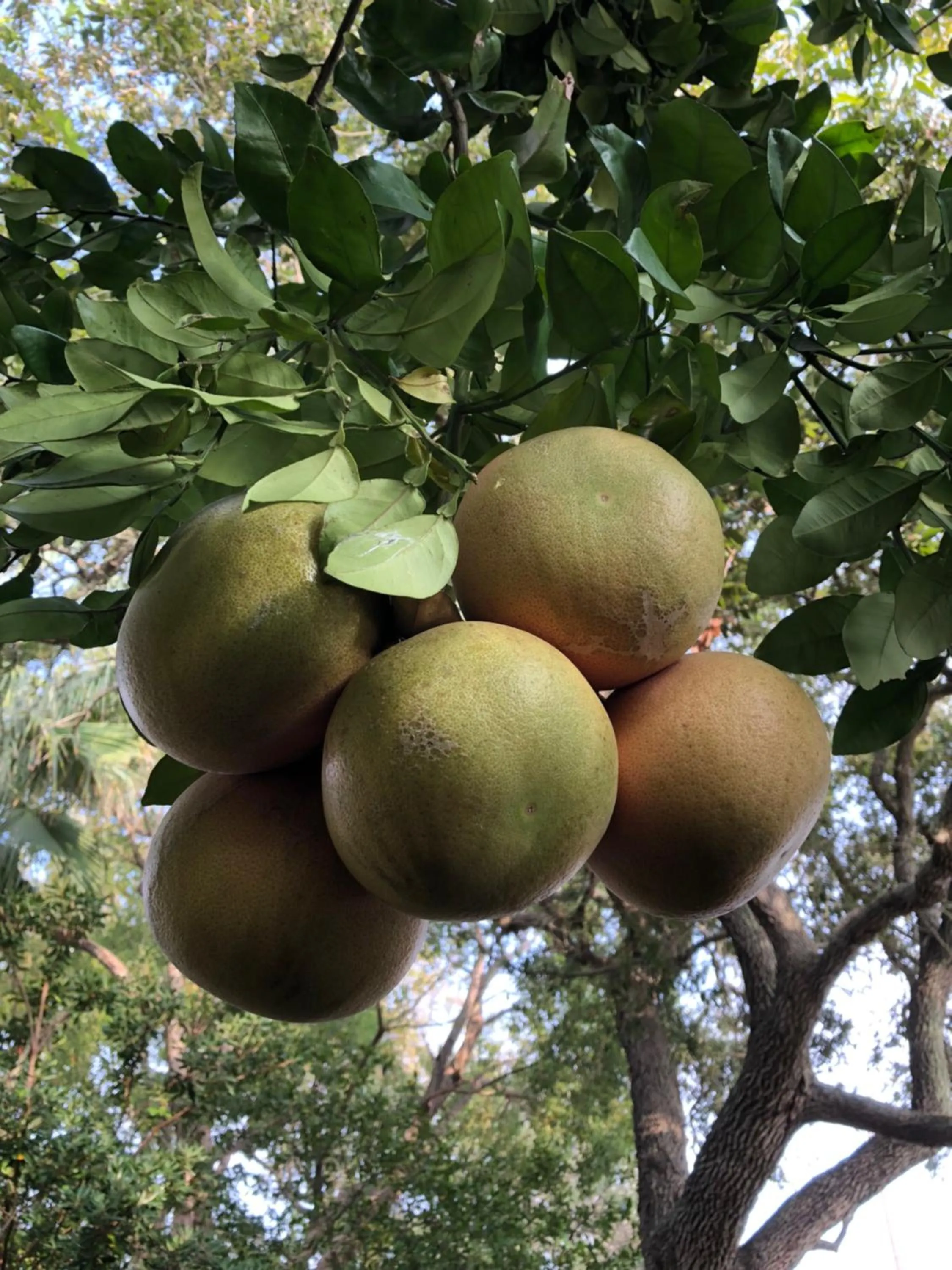 Food and drinks in Avenue O Bed and Breakfast