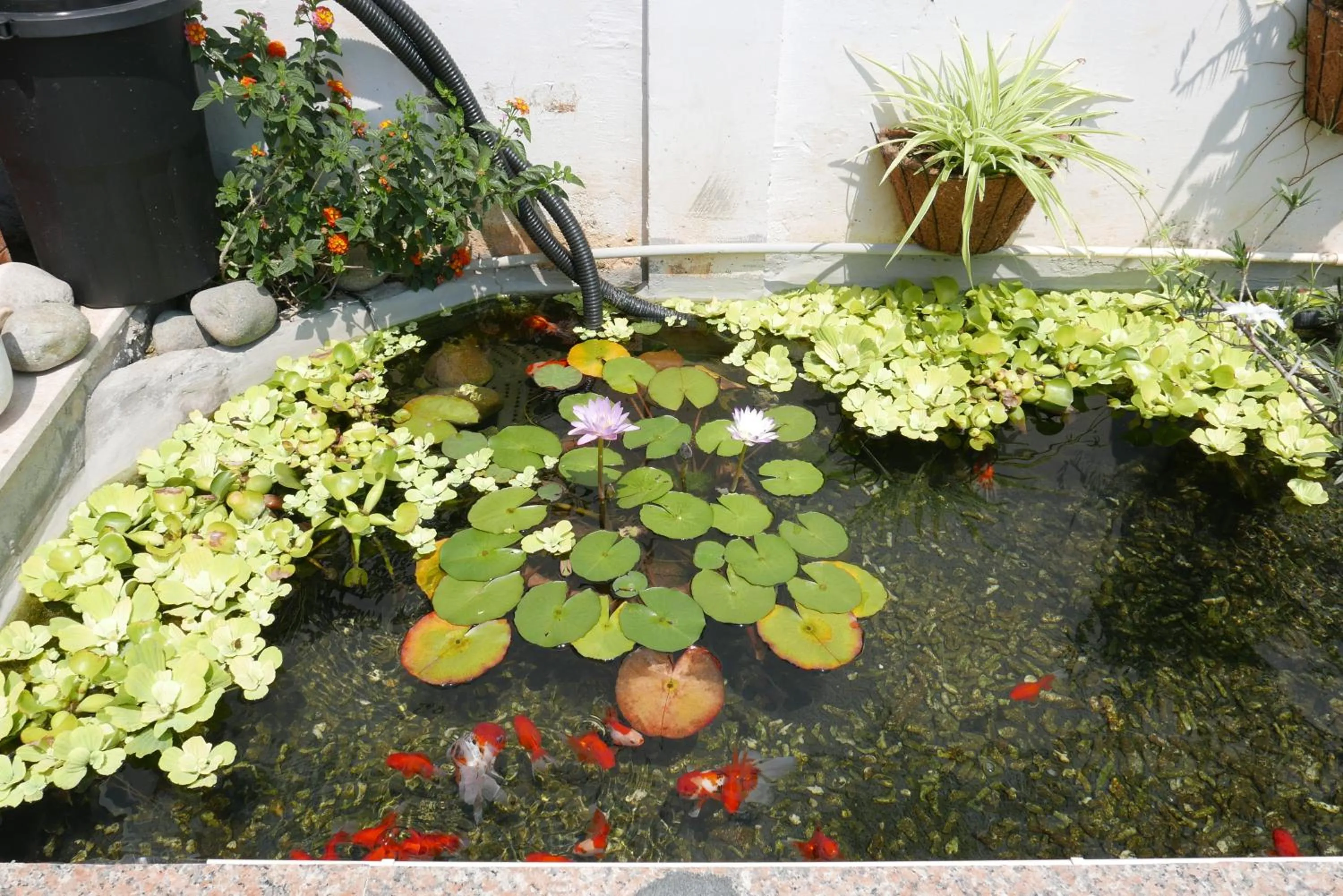 Spring in NATURE LAND 2 - Song Anh Hotel Dalat