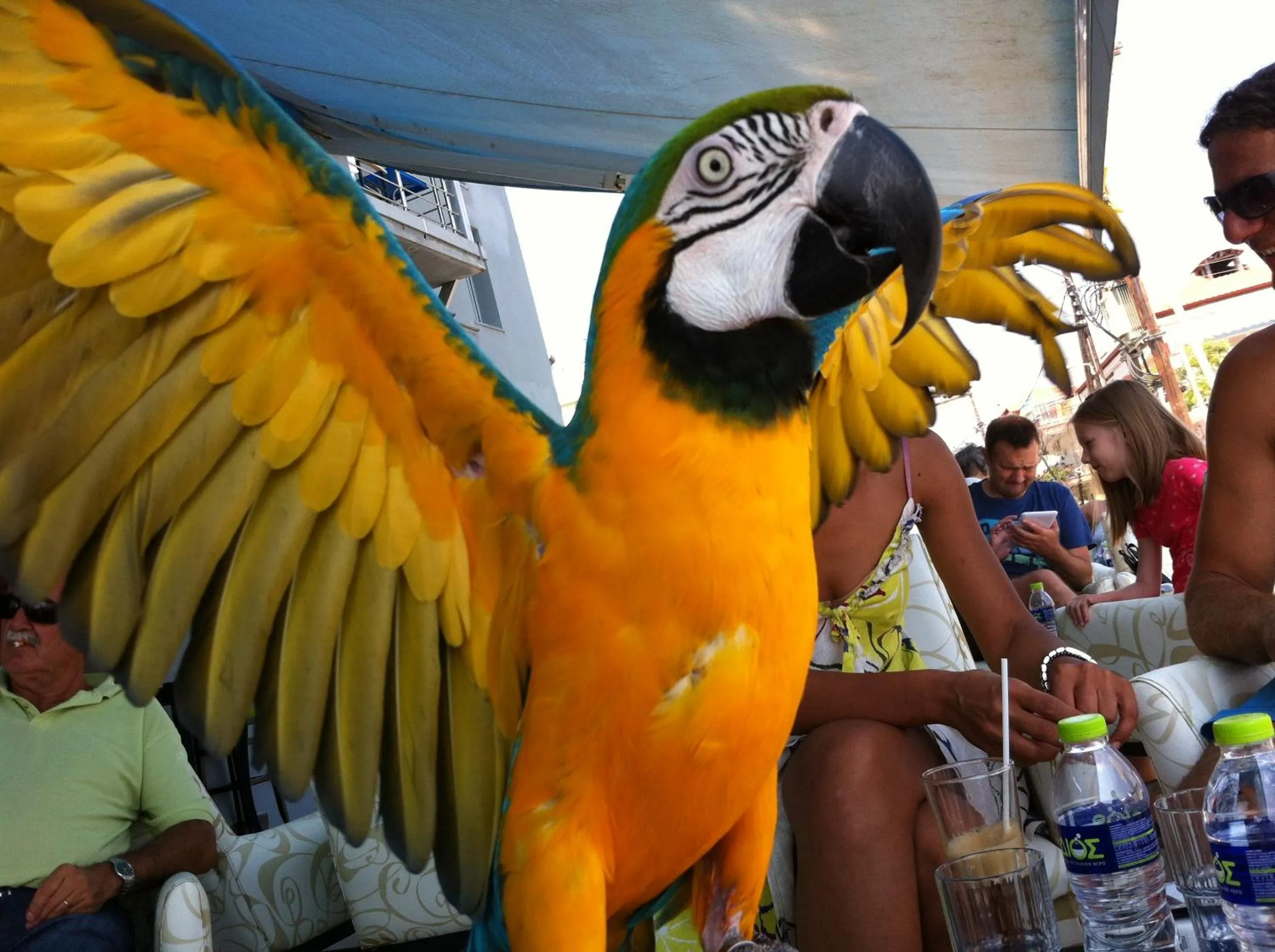 Pets in Hotel Europe Inn