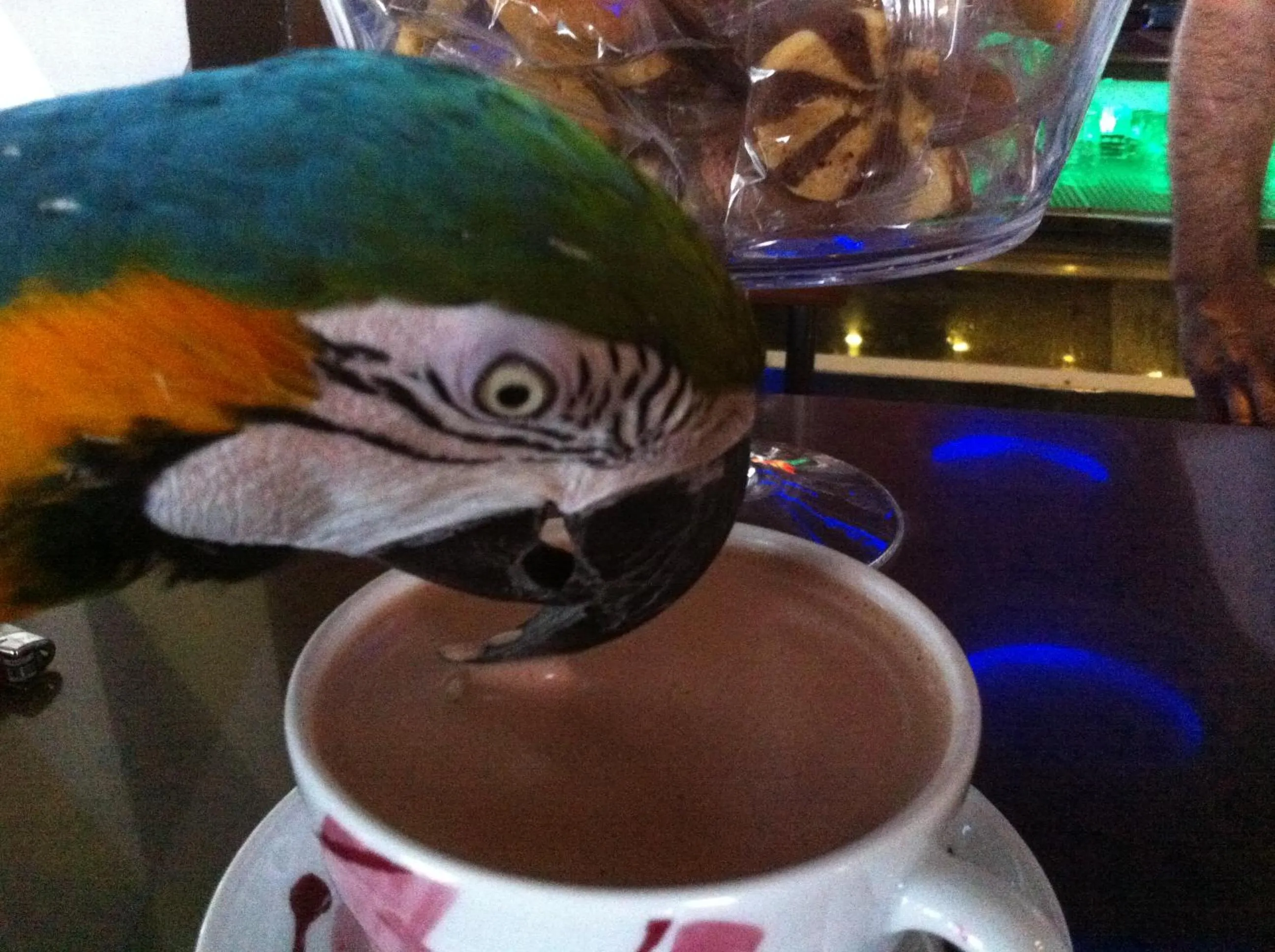 Pets in Hotel Europe Inn