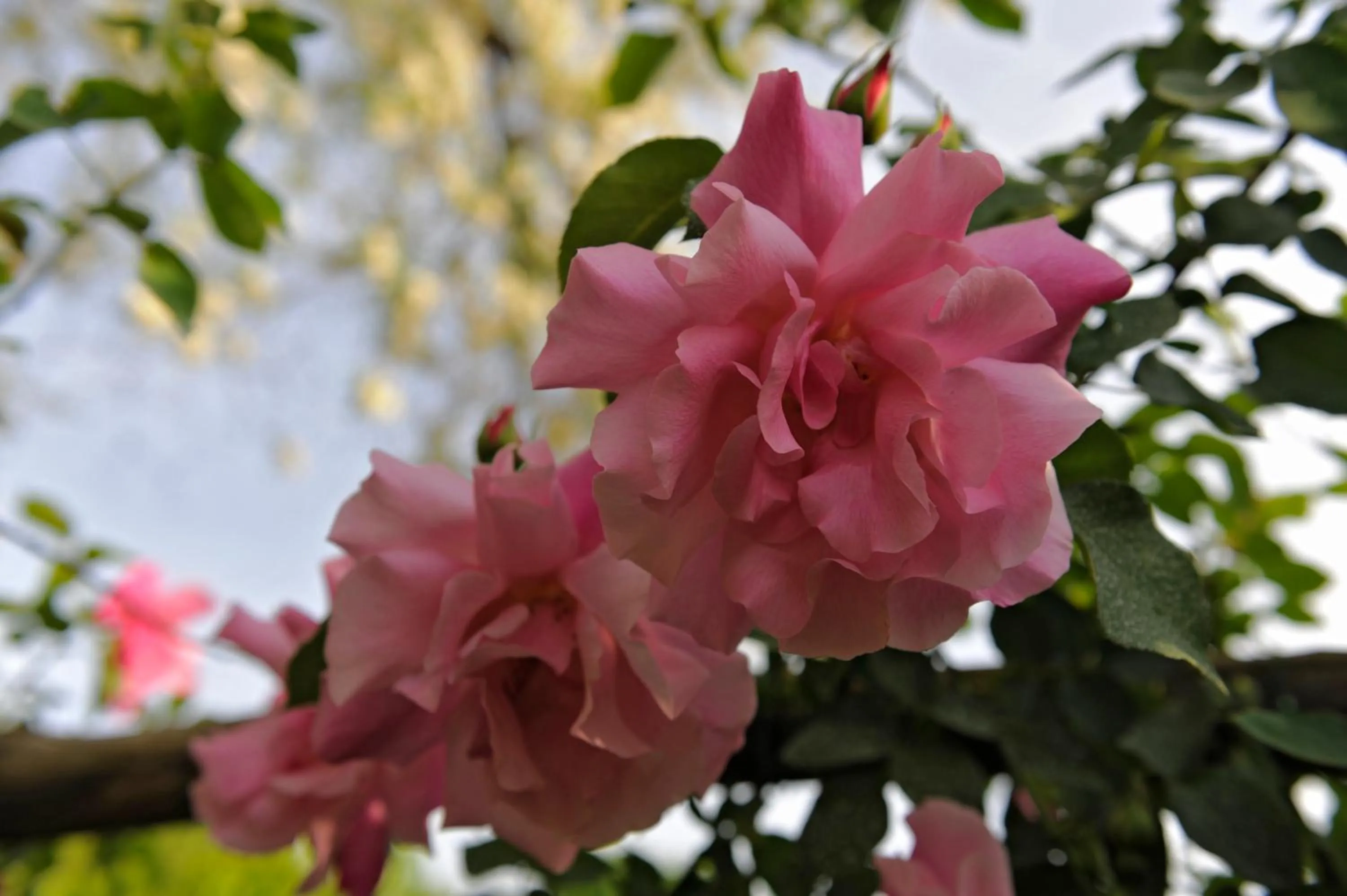 Garden in La Traversina