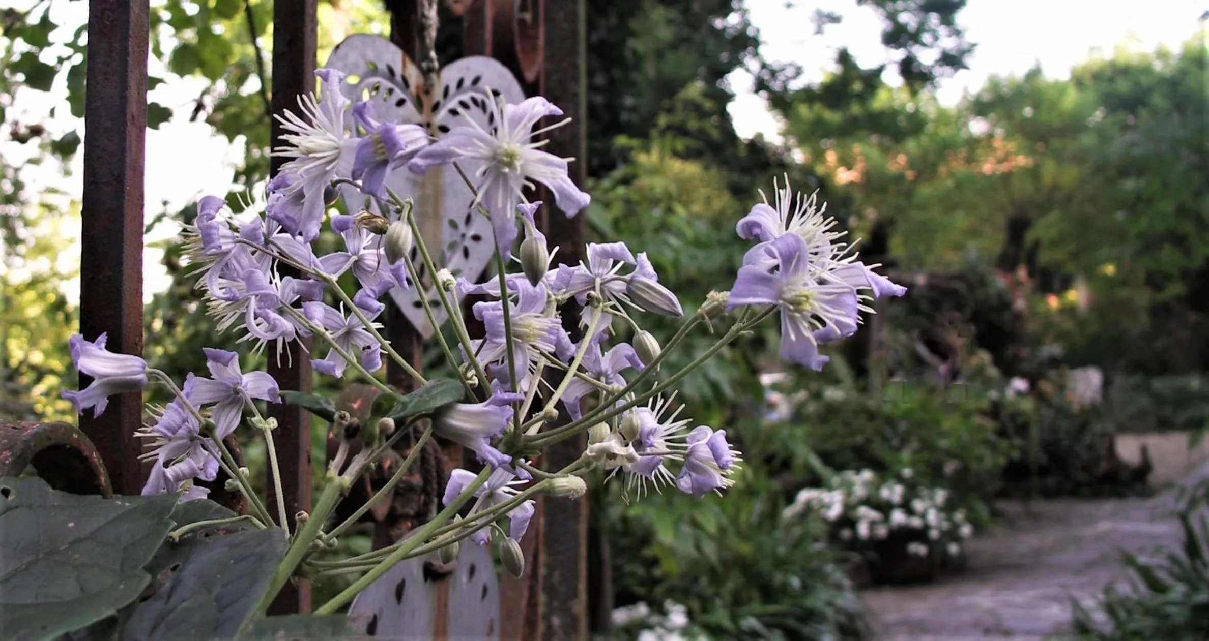 Garden in La Traversina