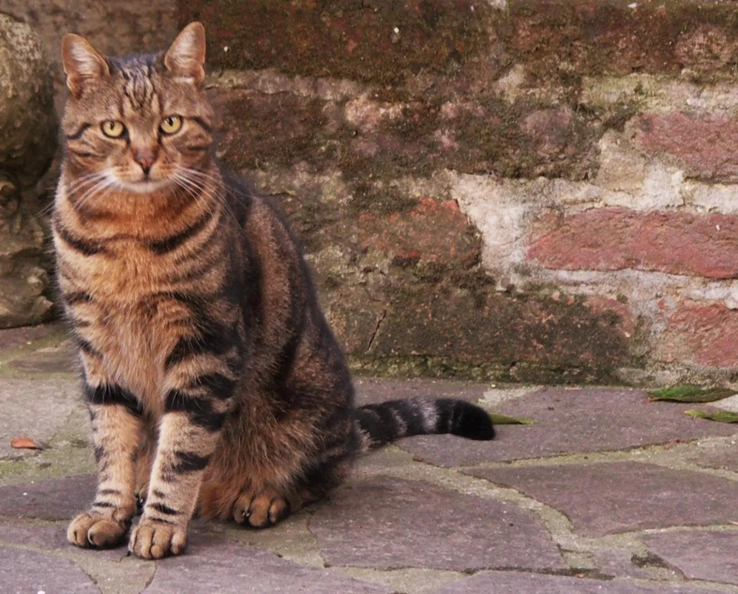 Pets in La Traversina