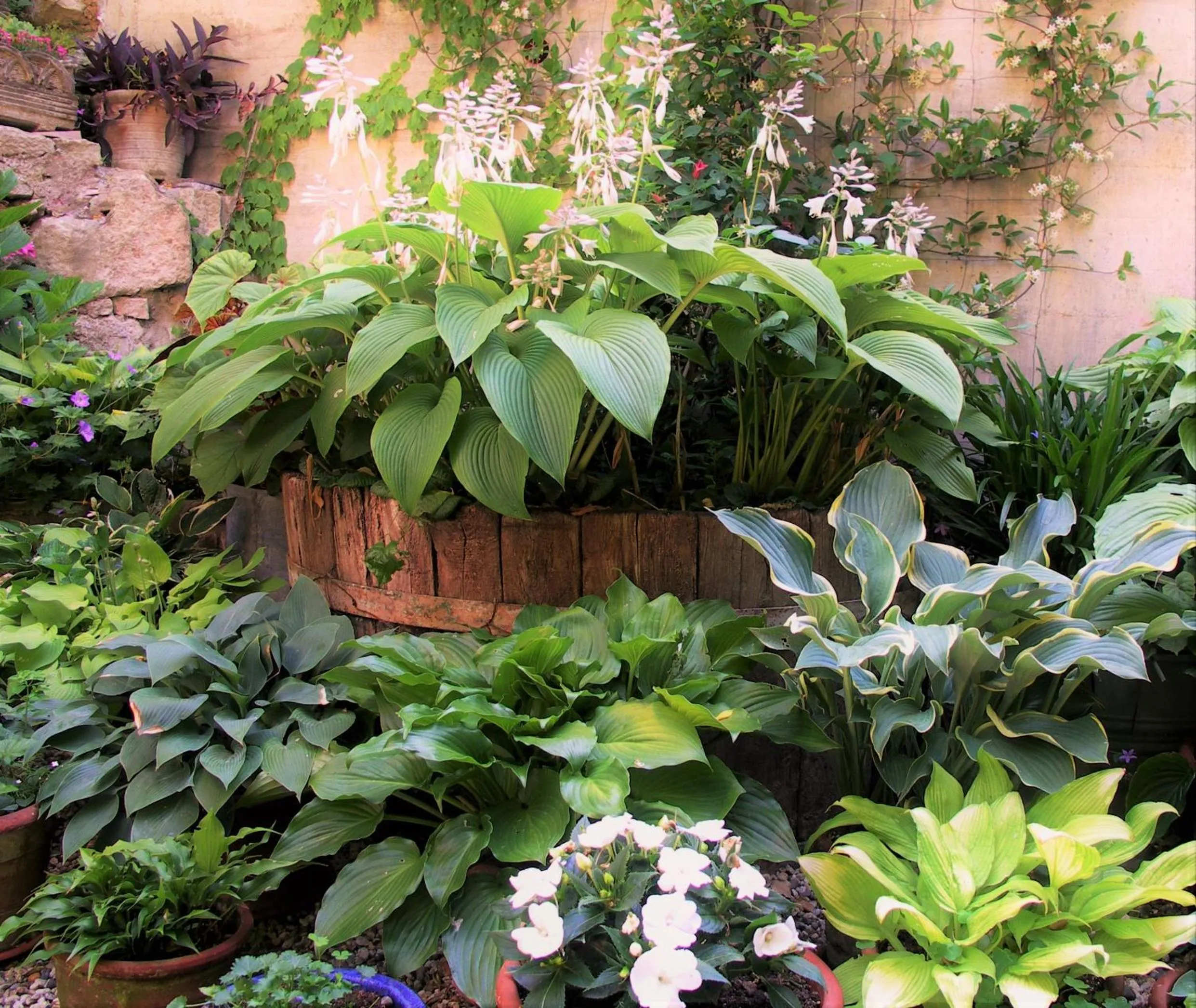 Garden in La Traversina