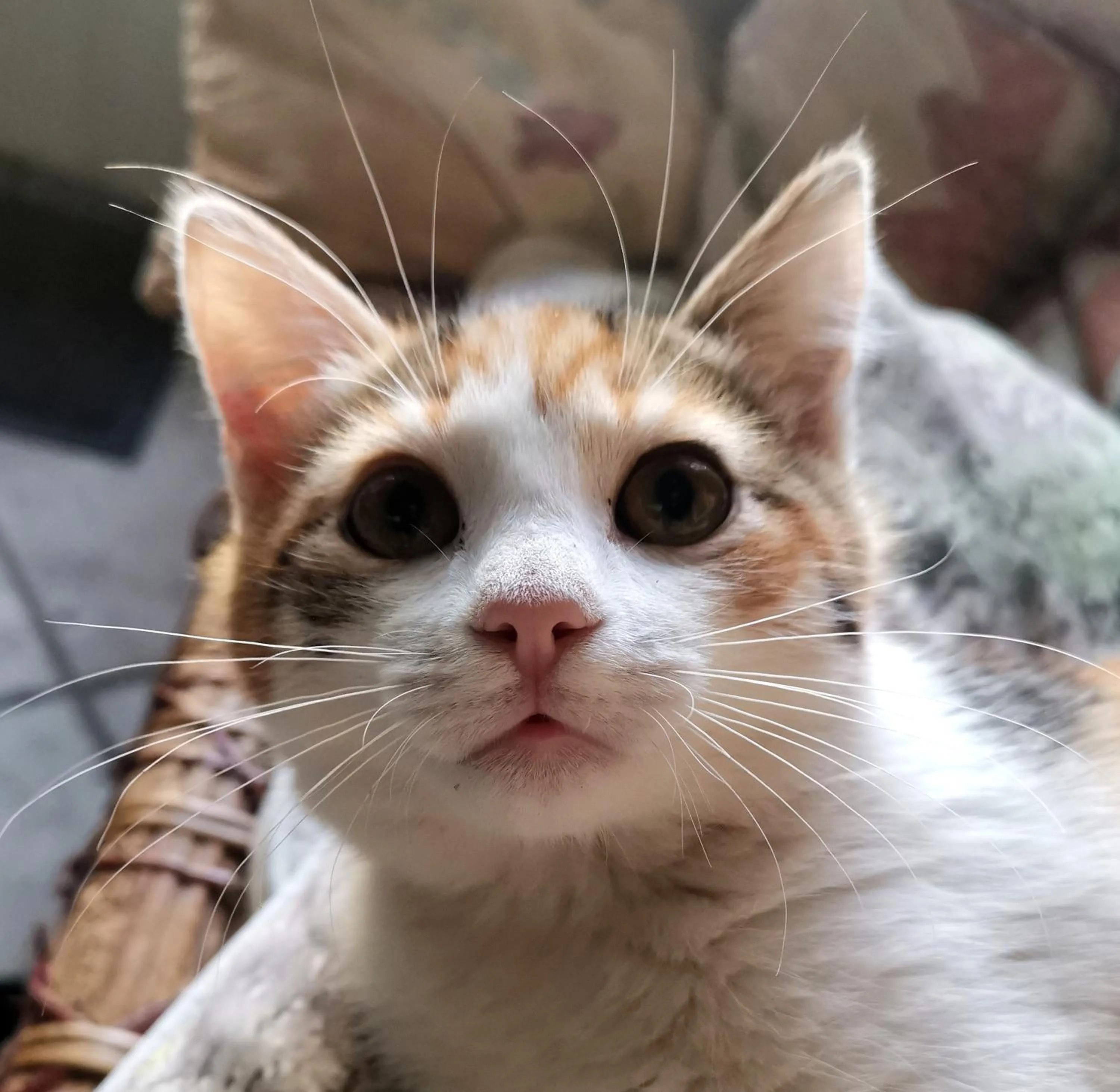 Pets in La Traversina