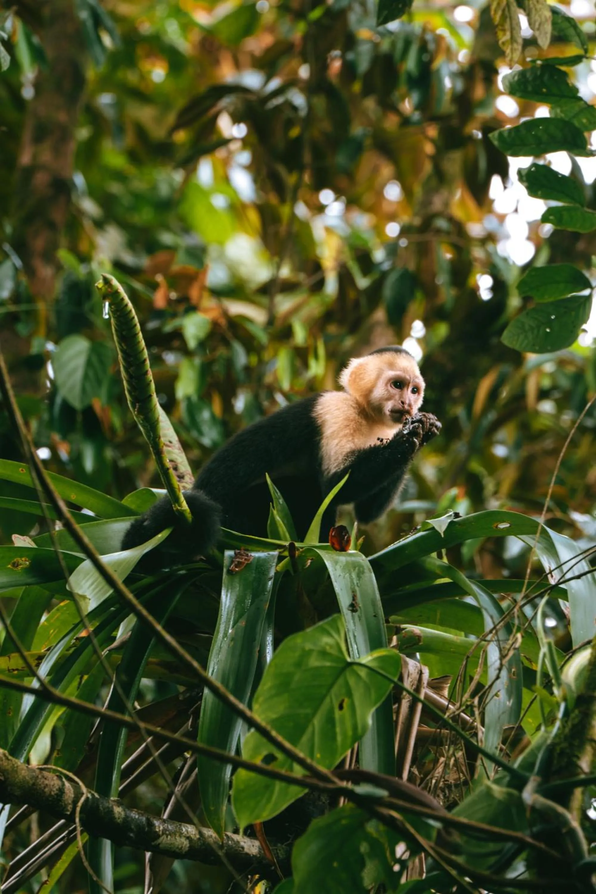 Natural landscape in Montaña de fuego Mountain Resort & Spa